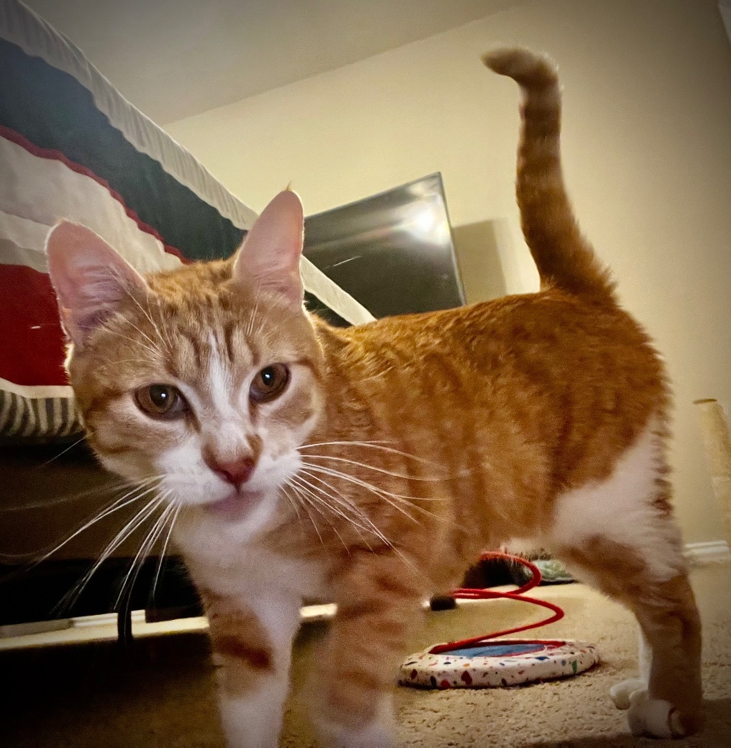 Cat for adoption Butter Pecan Riley Fuzzel (FH SW), a Tabby in