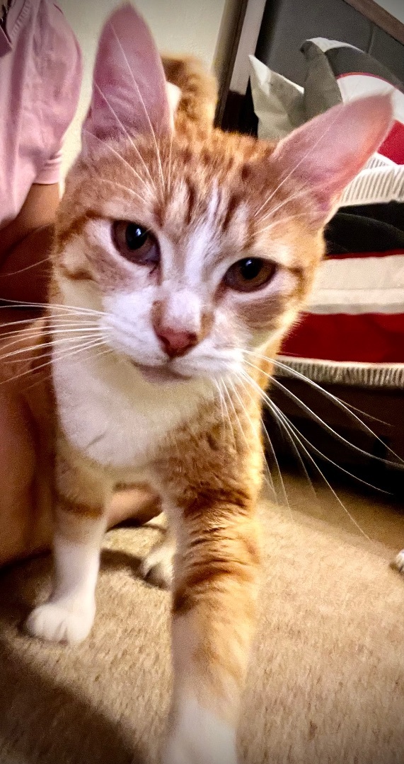 Cat for adoption Butter Pecan Riley Fuzzel (FH SW), a Tabby in