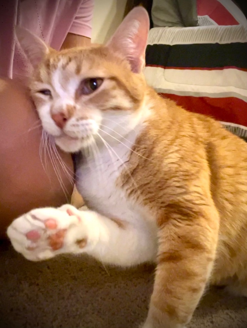 Cat for adoption Butter Pecan Riley Fuzzel (FH SW), a Tabby in