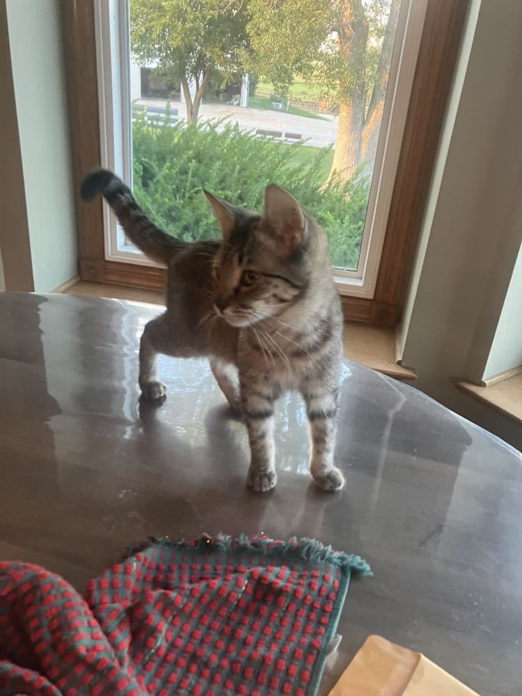 Tango Travis, a Adoptable mixed breed in Omaha, NE image 5/6