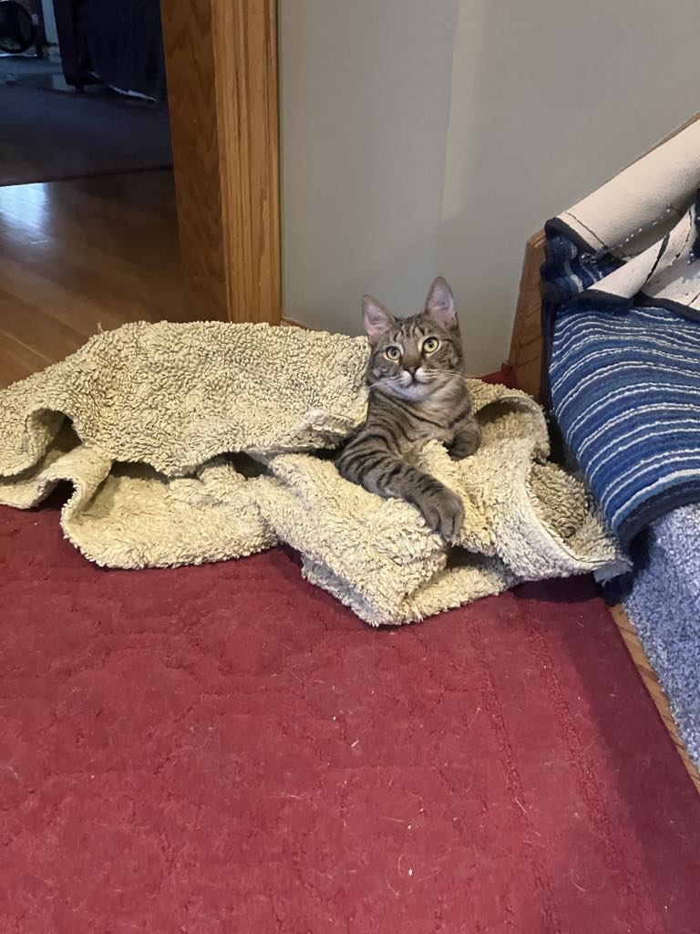 Tango Travis, a Adoptable mixed breed in Omaha, NE image 2/6