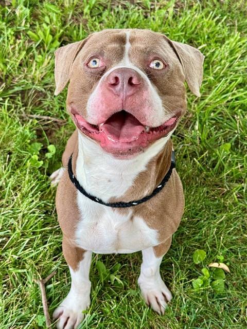 BORIS, Adoptable, Young Male Terrier & Basset Hound.