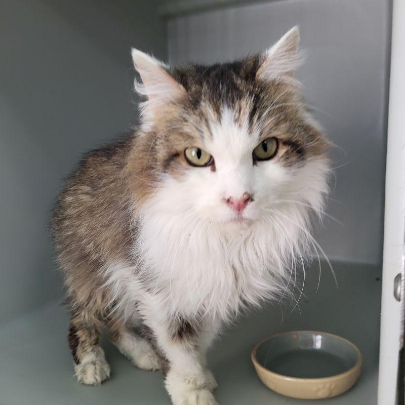 Enlarge Sunshine, a Adopted mixed breed in Genoa, IL image 1/1