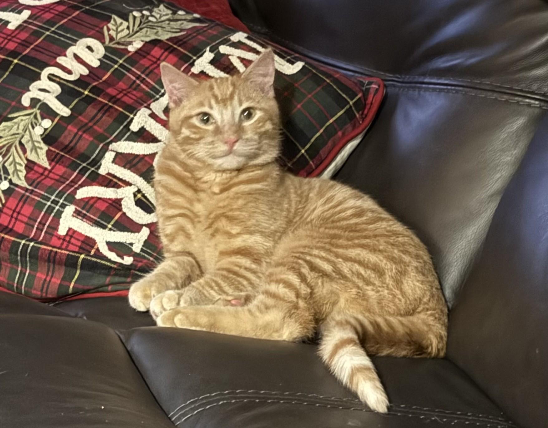 Jekyll , adopted, Kitten Male Tabby.