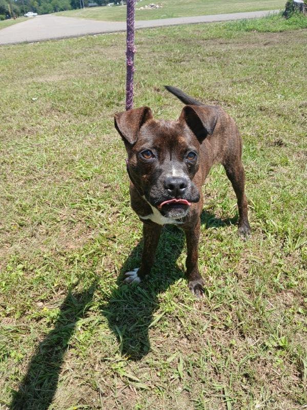 Tymmothy, Adoptable, Young Male Boxer.