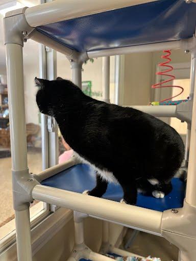 Enlarge Soxy, a ADOPTABLE Domestic Short Hair in Marshall, TX image 2/2