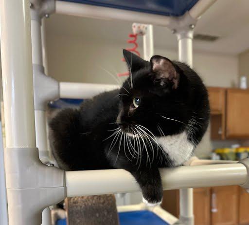 Enlarge Soxy, a ADOPTABLE Domestic Short Hair in Marshall, TX image 1/2