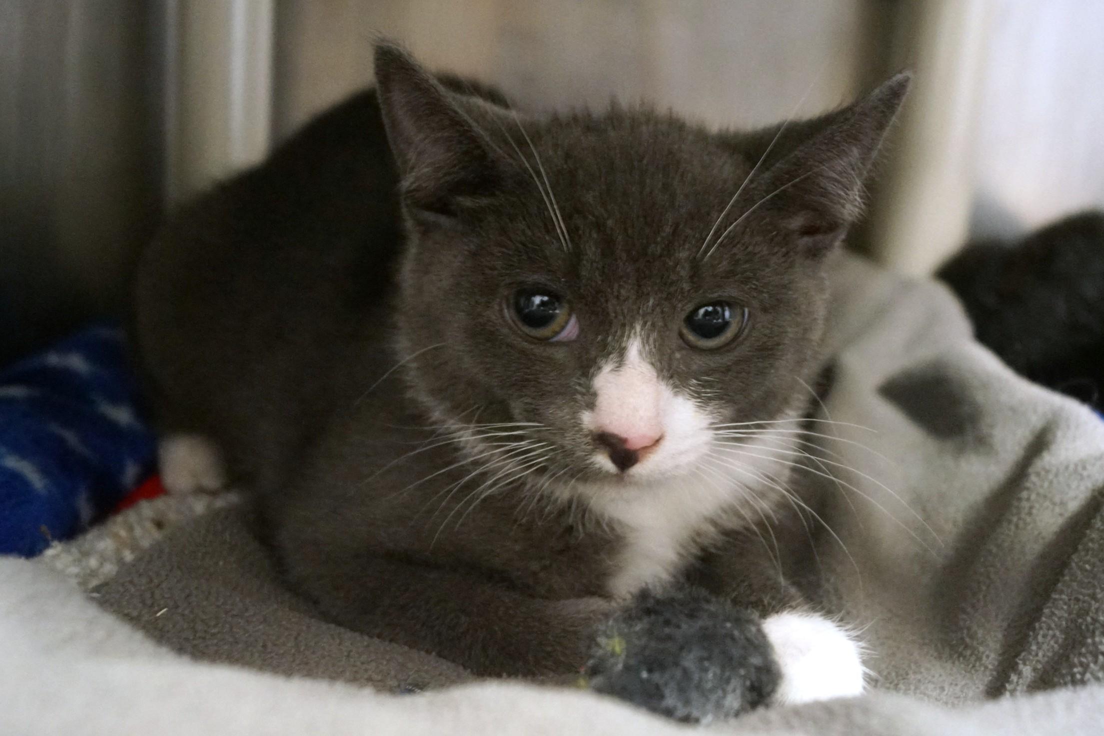 Kitten 26-4_Gray and White, adopted, Young Female Domestic Short Hair.
