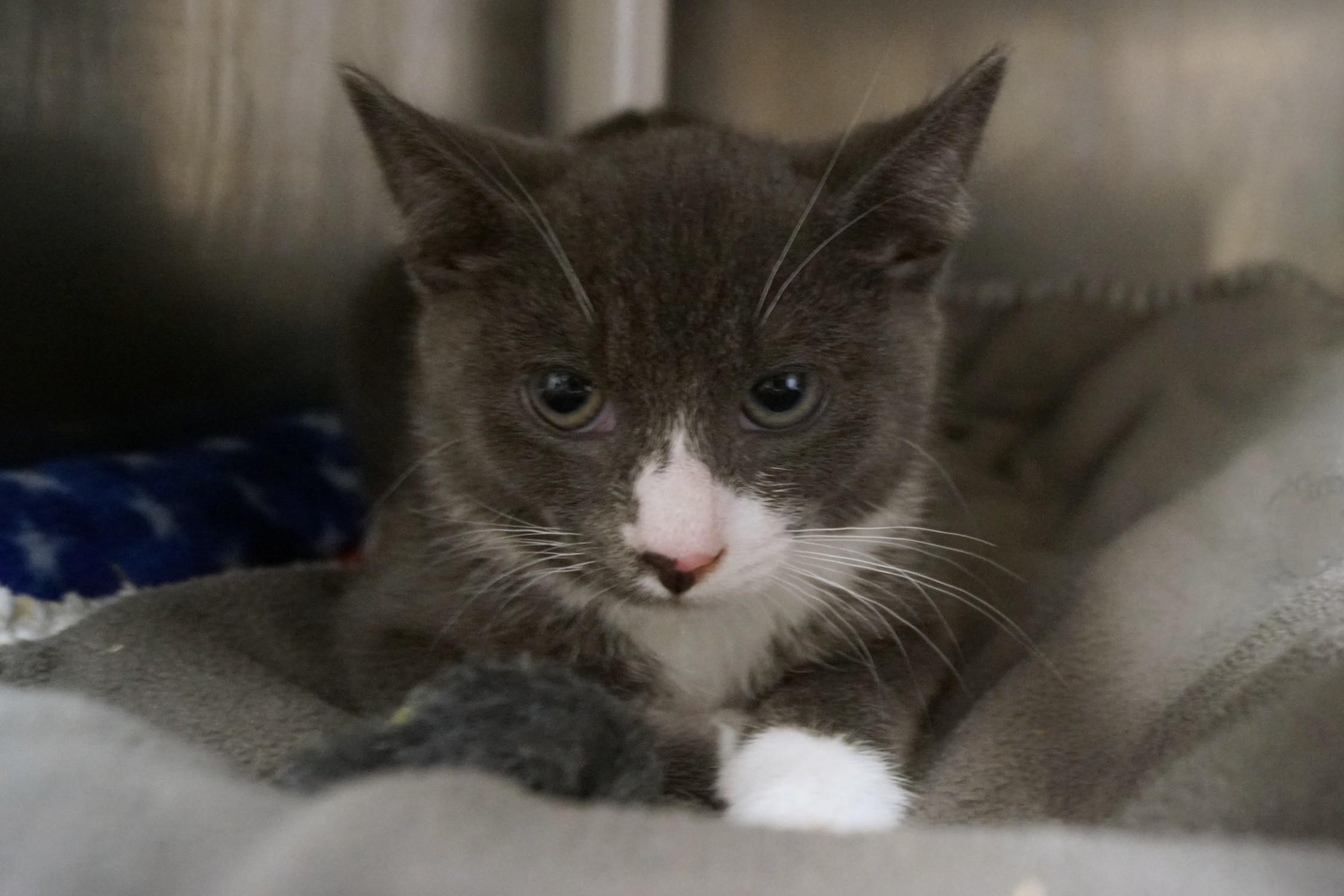 Enlarge Kitten 26-4_Gray and White, an adopted Domestic Short Hair in New Milford, CT image 3/4
