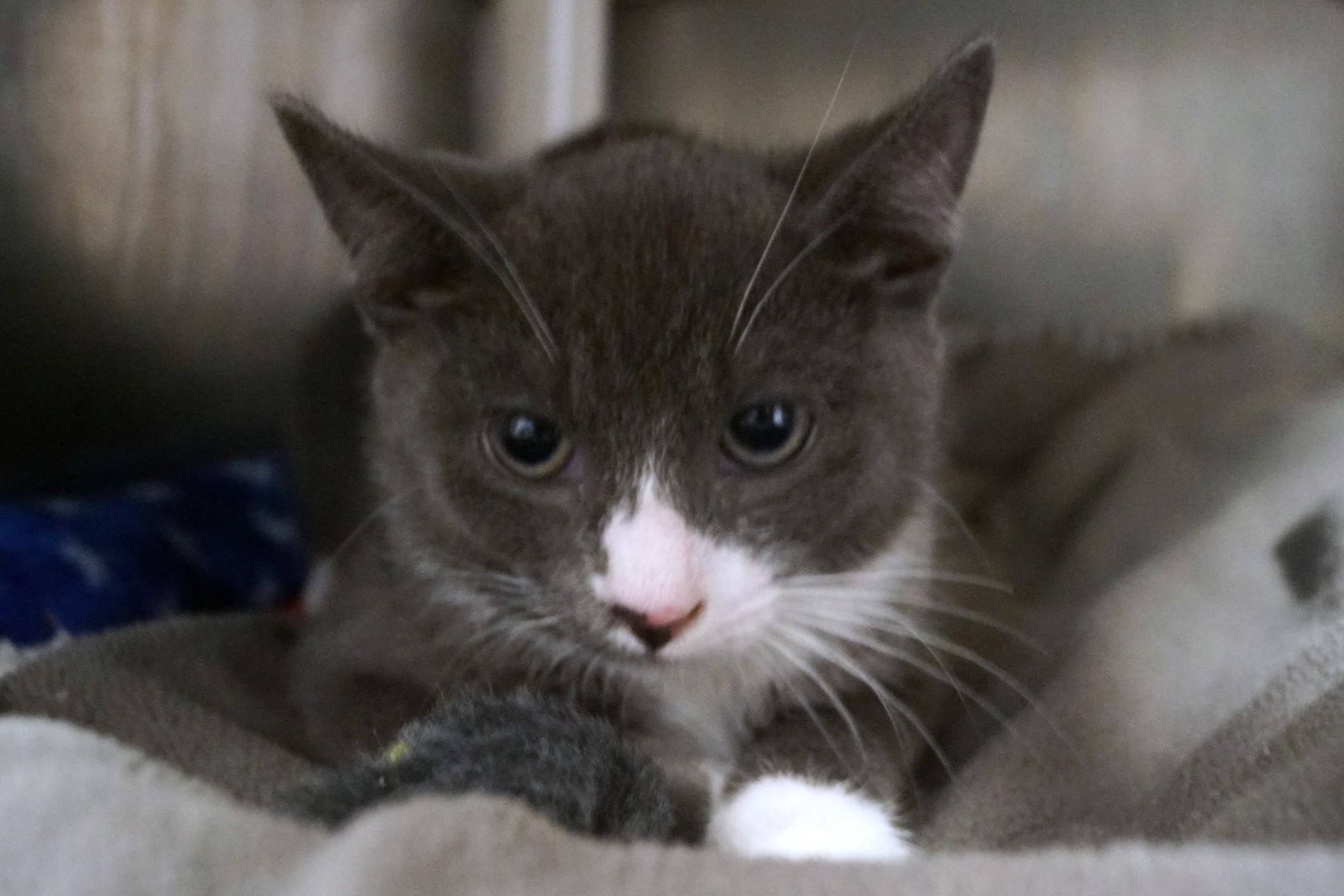 Enlarge Kitten 26-4_Gray and White, an adopted Domestic Short Hair in New Milford, CT image 4/4