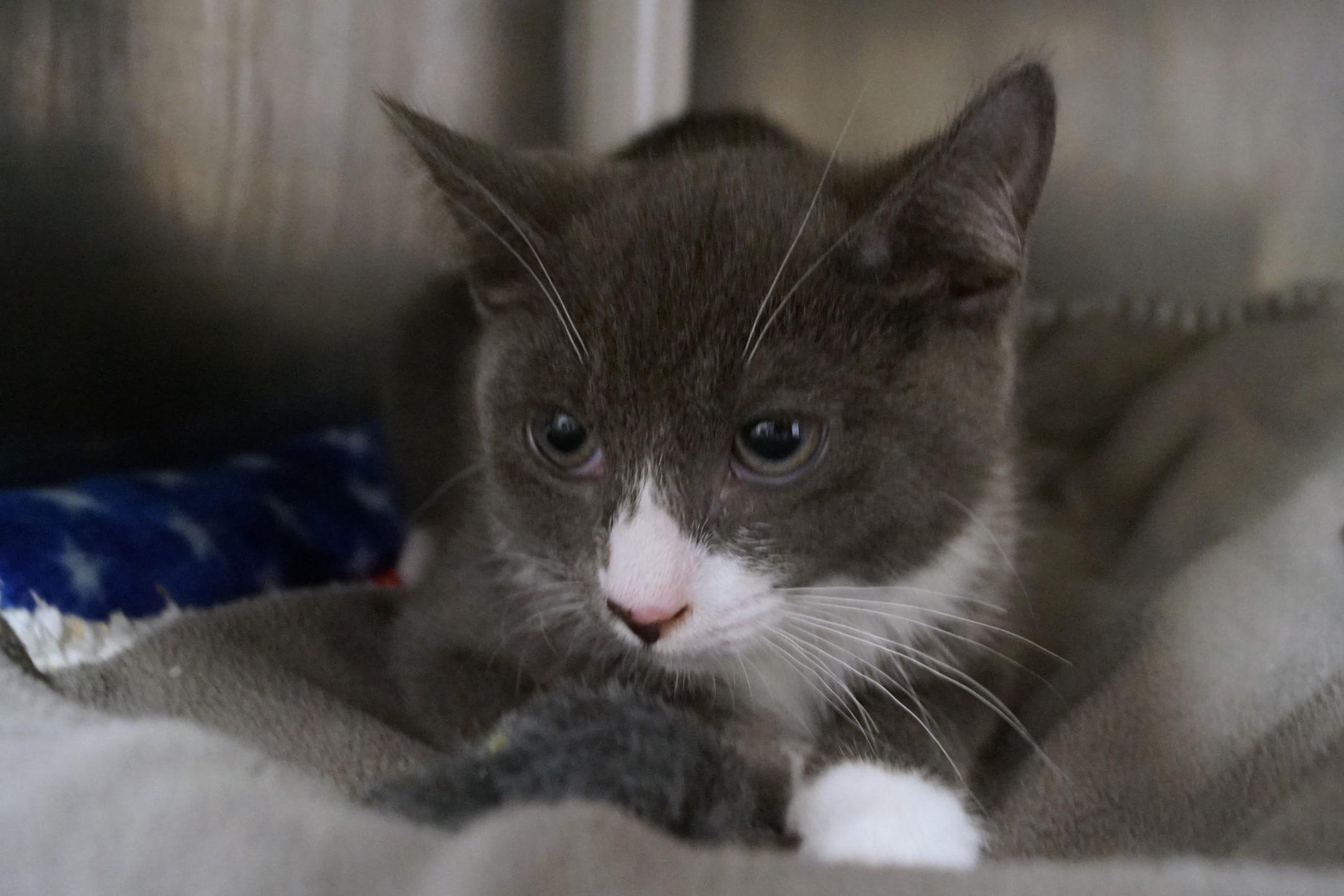 Enlarge Kitten 26-4_Gray and White, an adopted Domestic Short Hair in New Milford, CT image 2/4