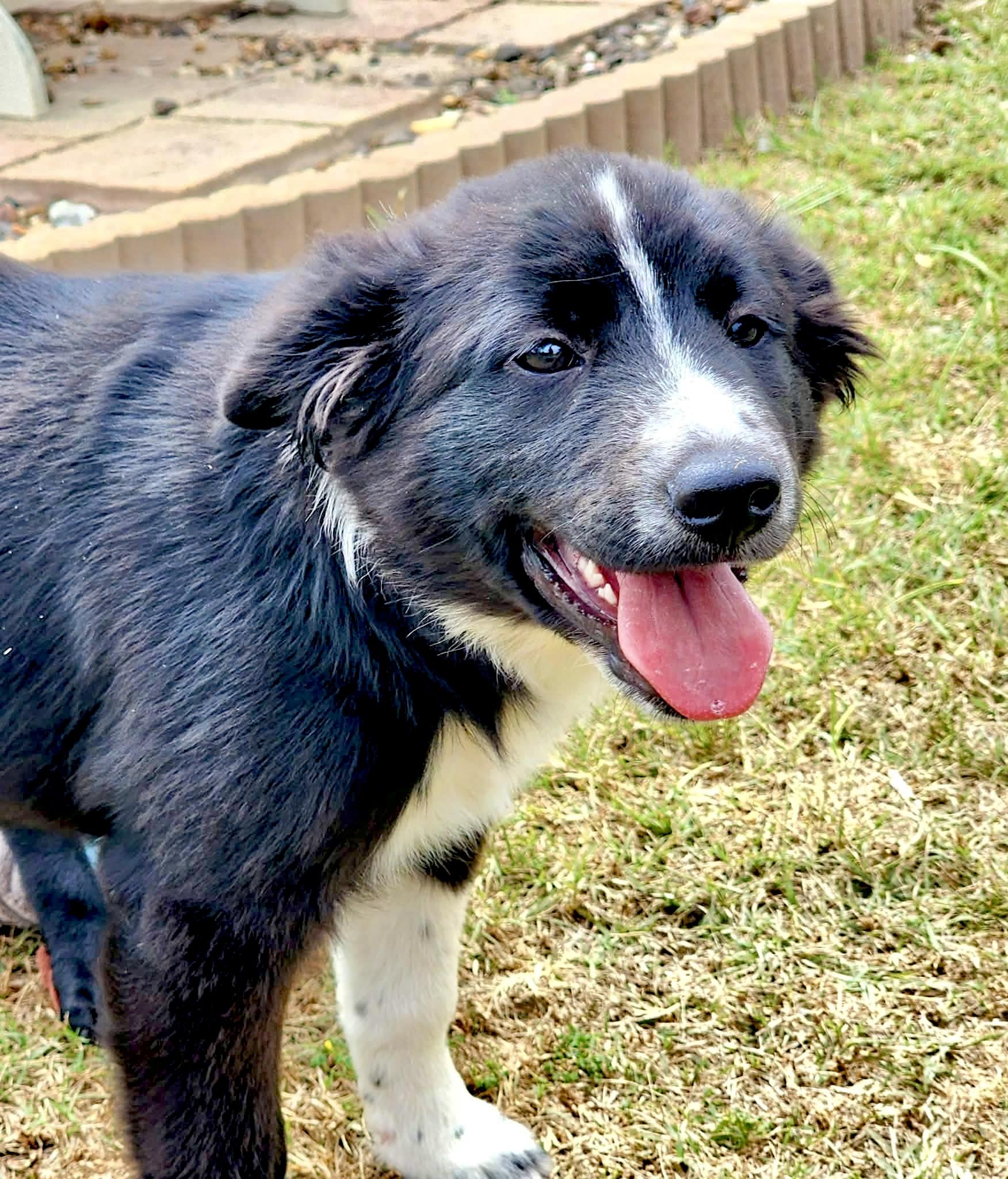 Enlarge Nigel, an adopted mixed breed in Bensalem, PA image 5/6