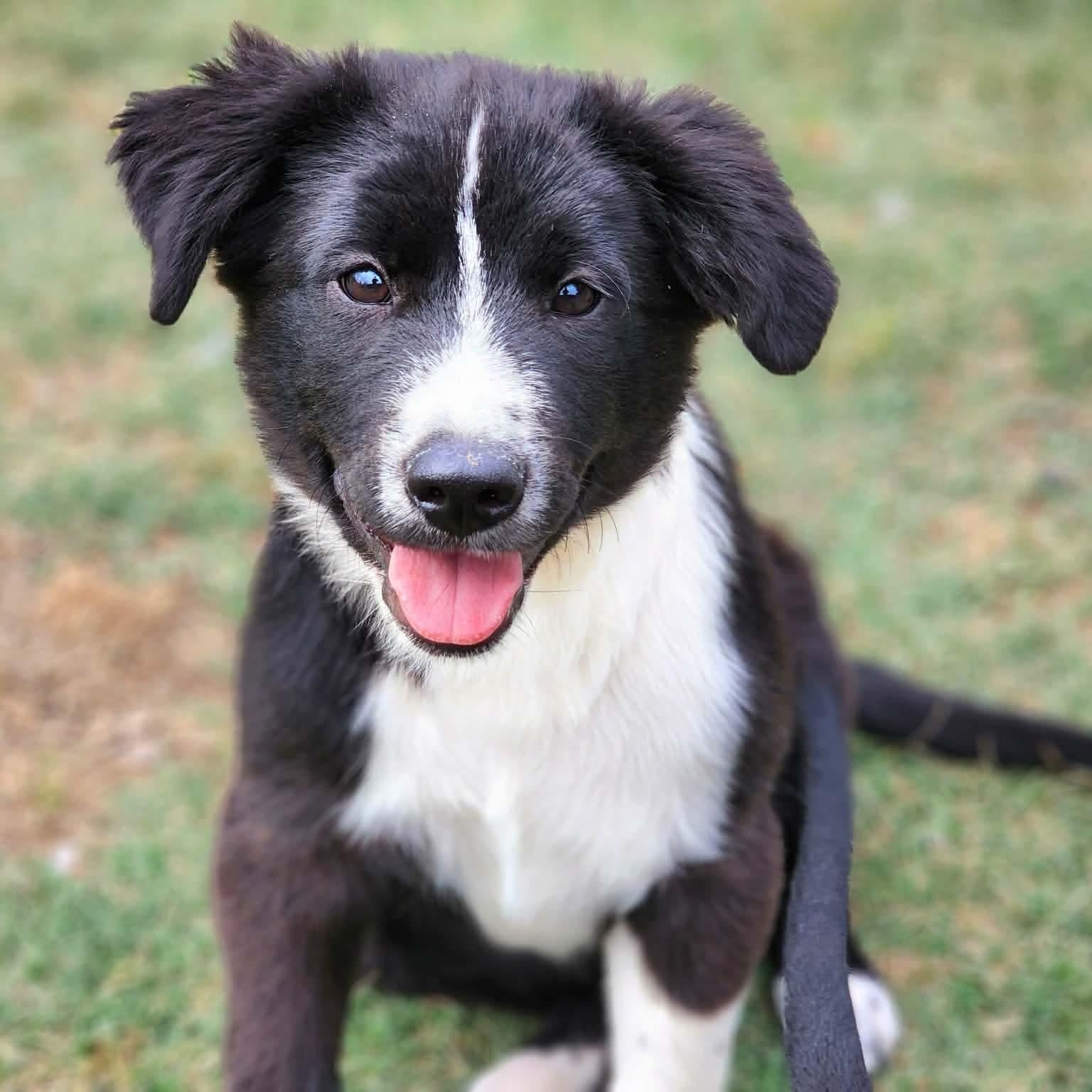 Enlarge Nigel, an adopted mixed breed in Bensalem, PA image 2/6