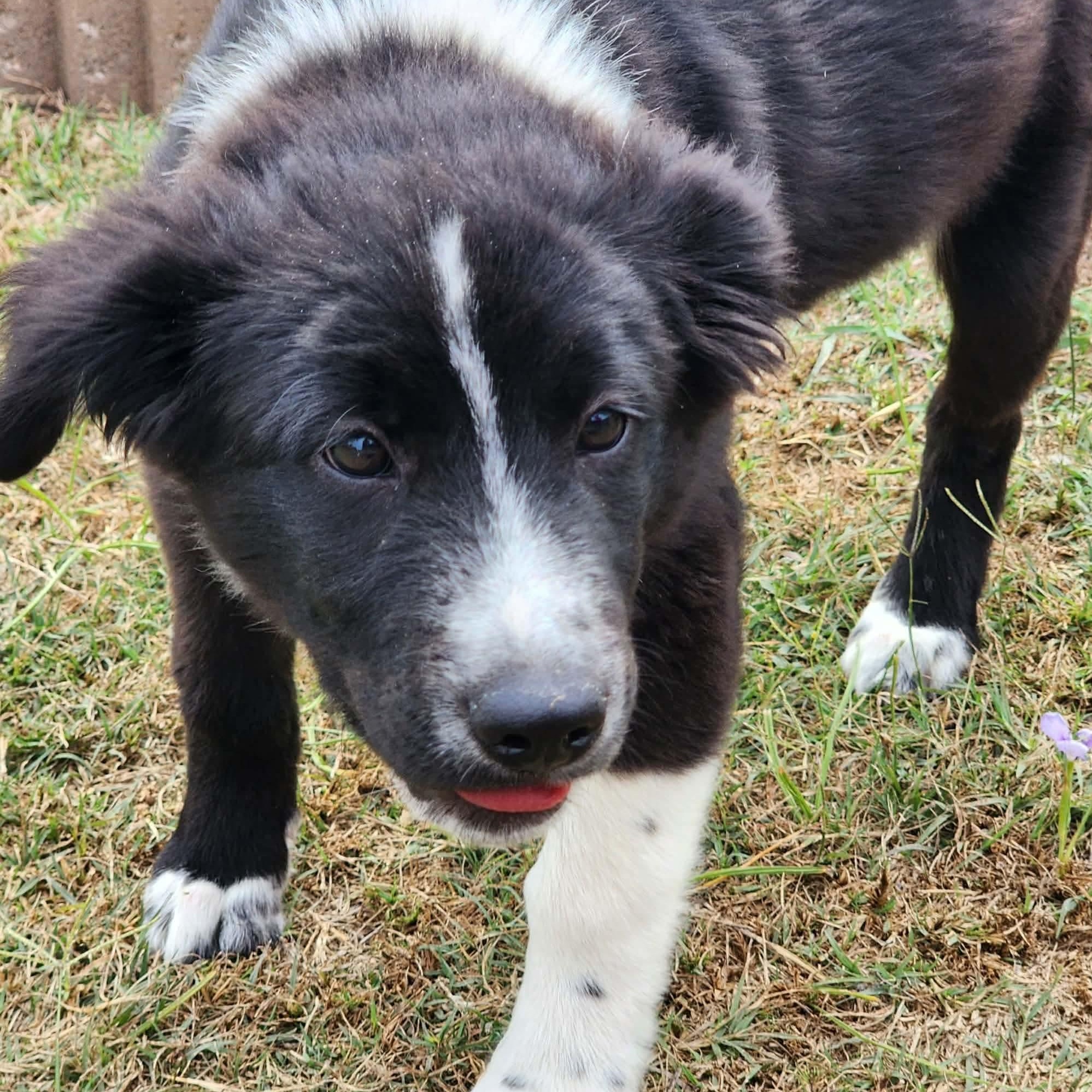 Enlarge Nigel, an adopted mixed breed in Bensalem, PA image 6/6