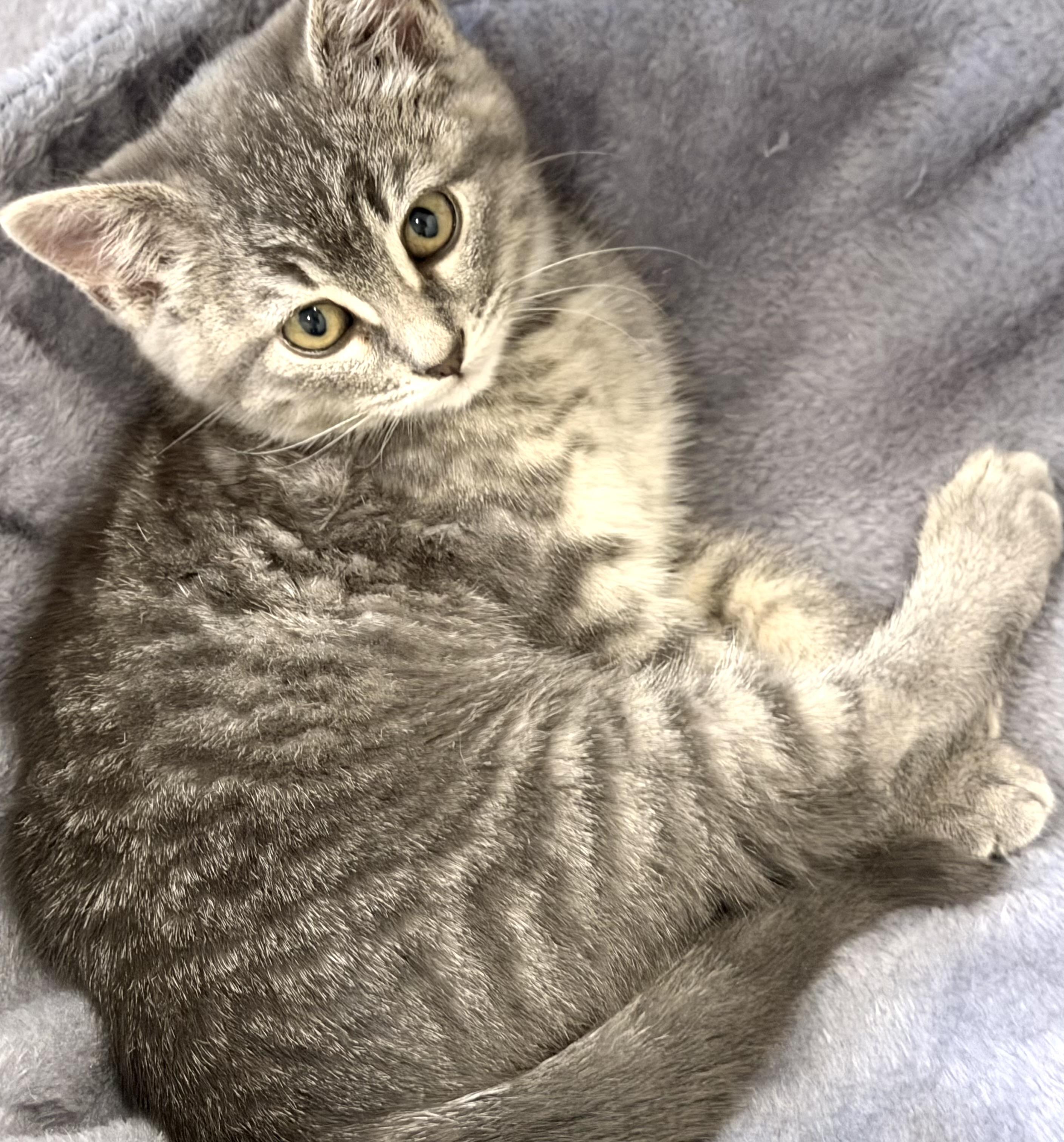 Graycie, adopted, Kitten Female Domestic Short Hair.