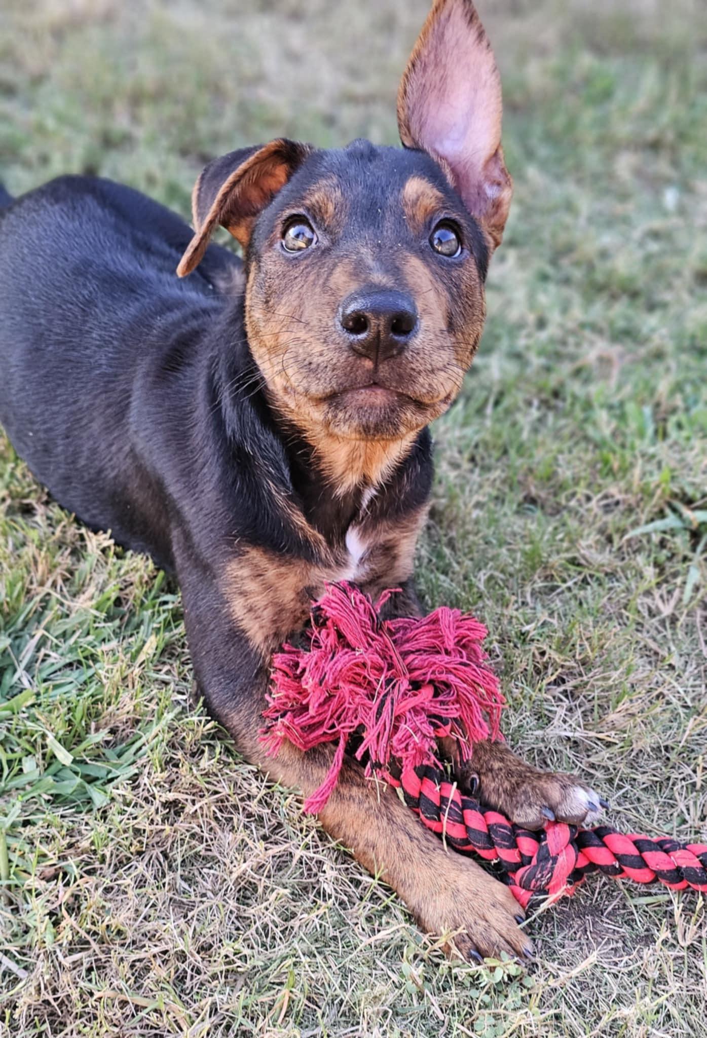 Frankie