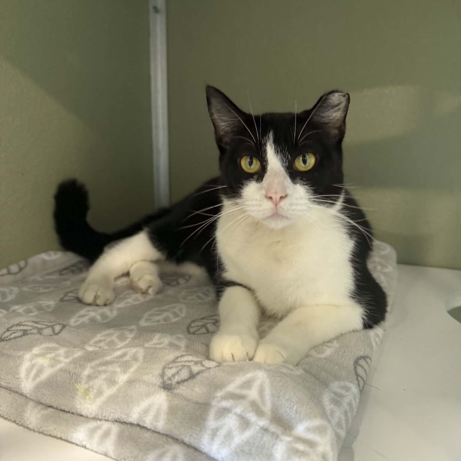 Carrot, ADOPTABLE, Adult Female Domestic Short Hair & Tuxedo.