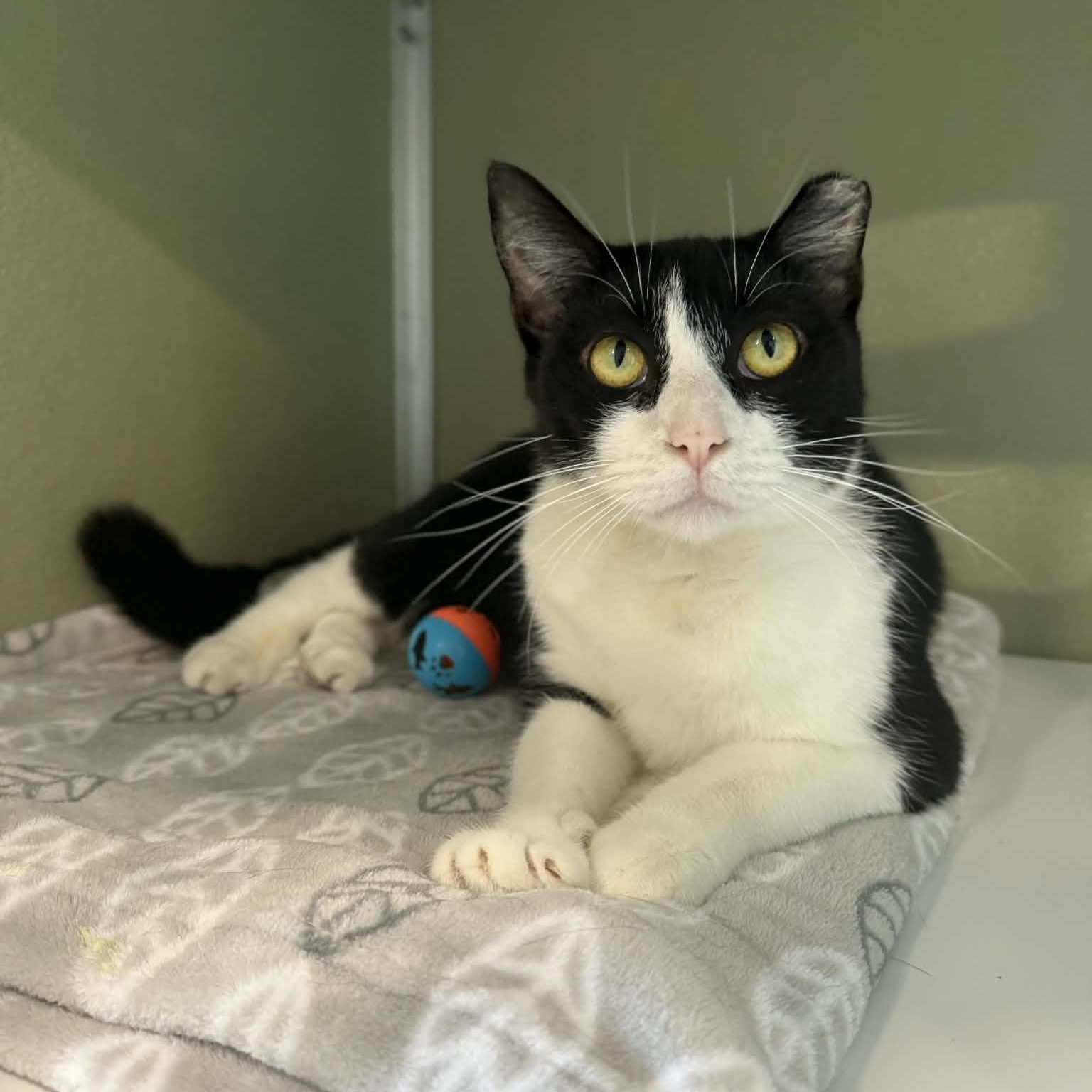 Enlarge Carrot, a ADOPTABLE mixed breed in Penn Yan, NY image 2/5