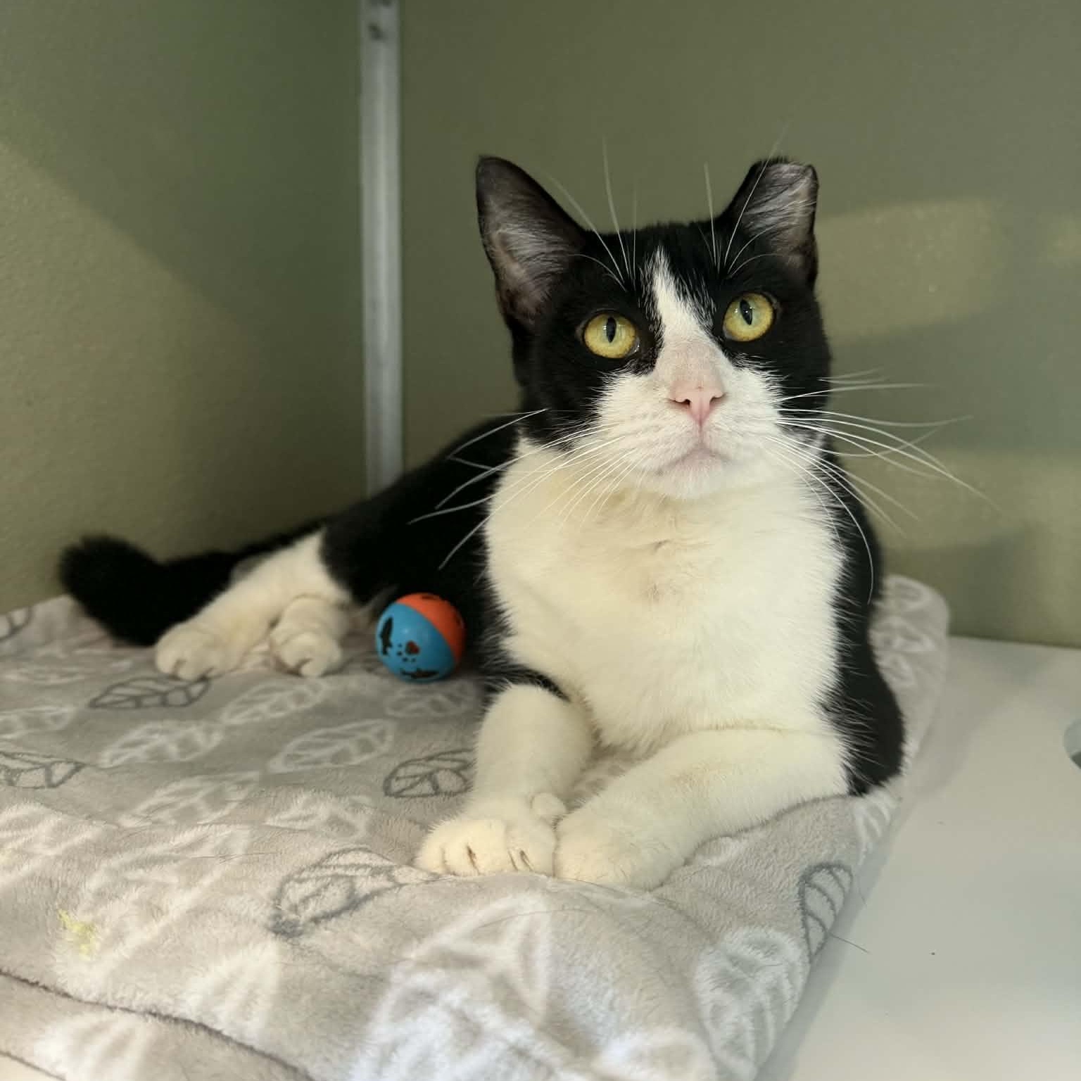 Enlarge Carrot, a ADOPTABLE mixed breed in Penn Yan, NY image 3/5