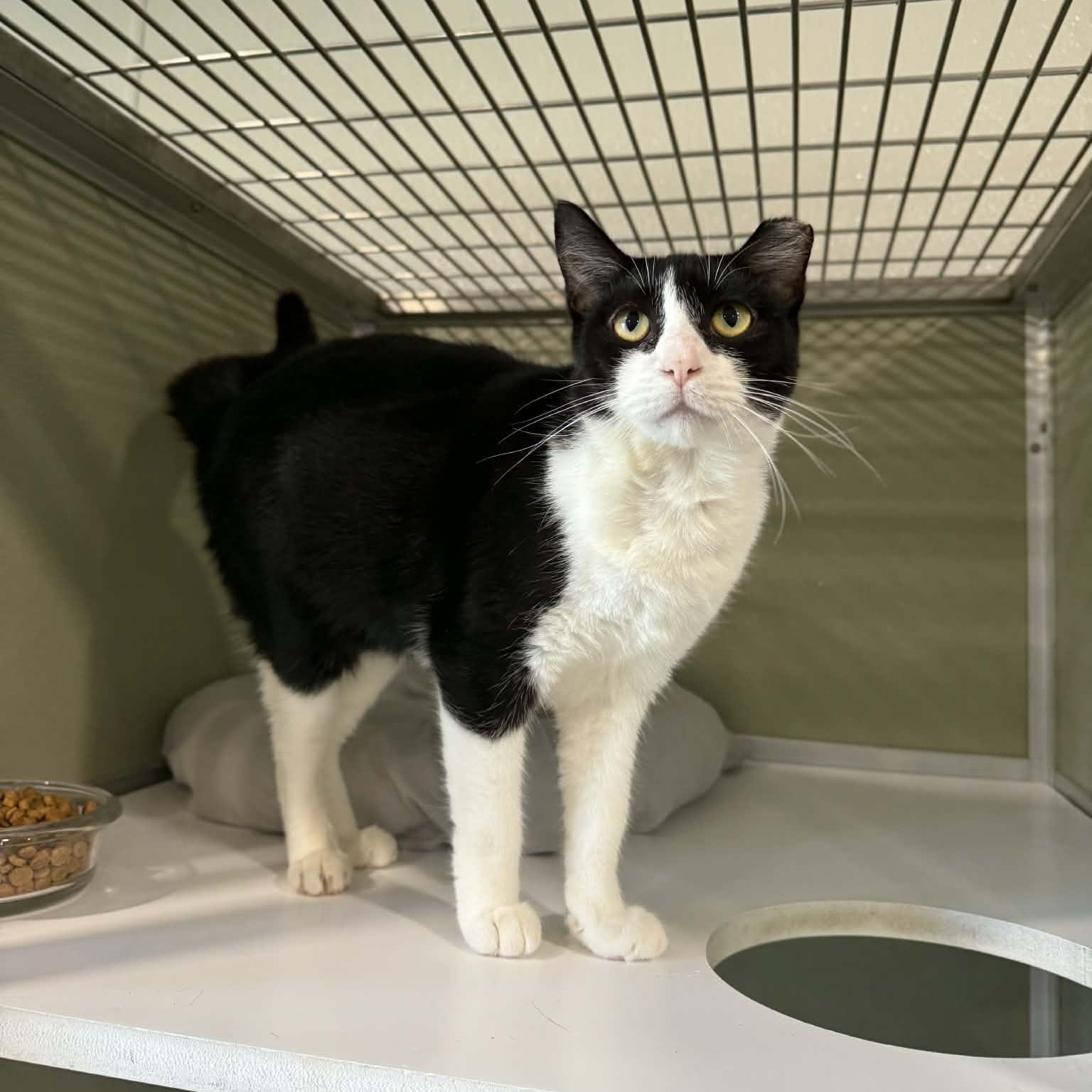 Enlarge Carrot, a ADOPTABLE mixed breed in Penn Yan, NY image 4/5