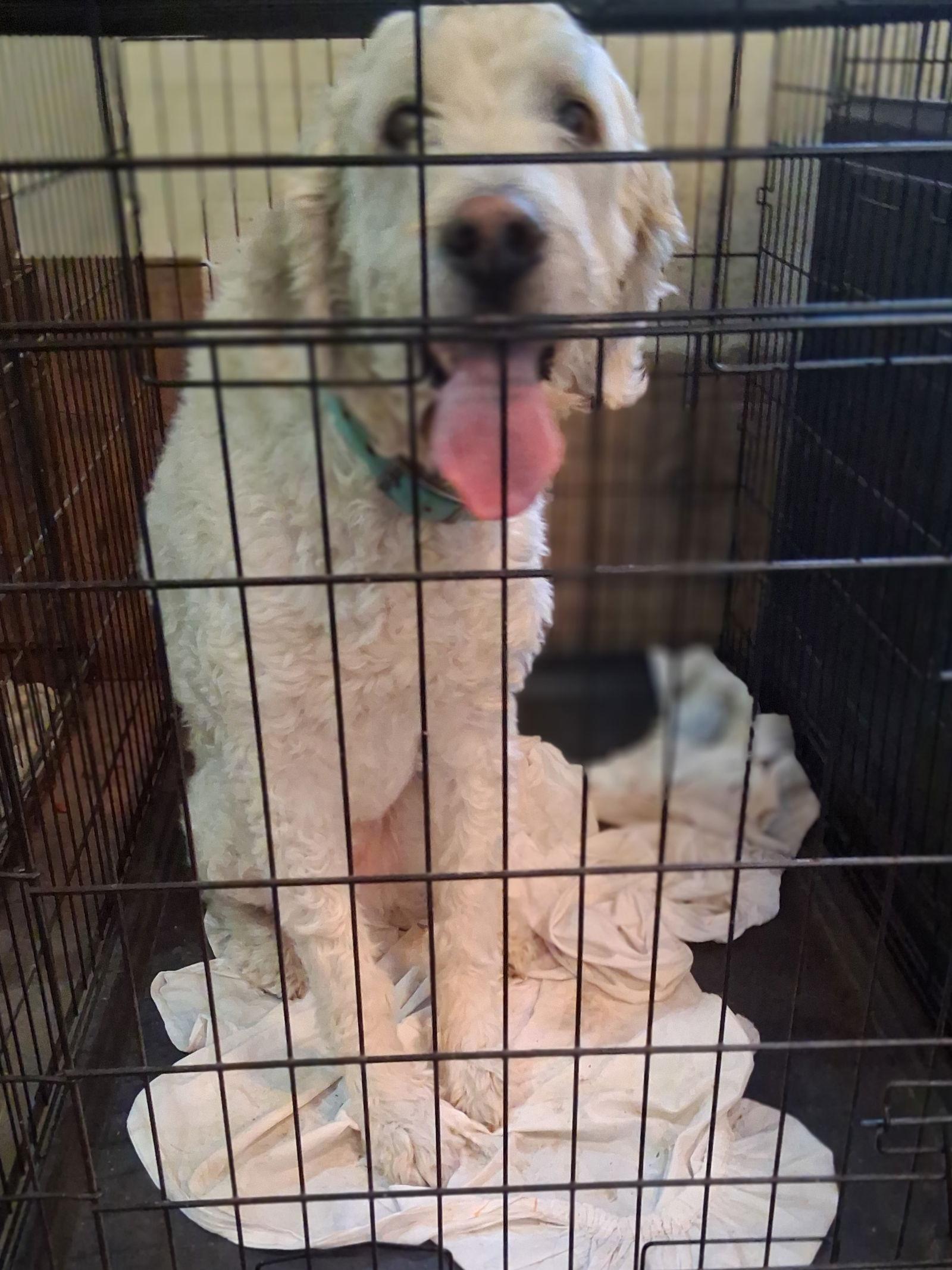 Enlarge Ray, a Adoptable mixed breed in Mcconnelsville, OH image 1/2