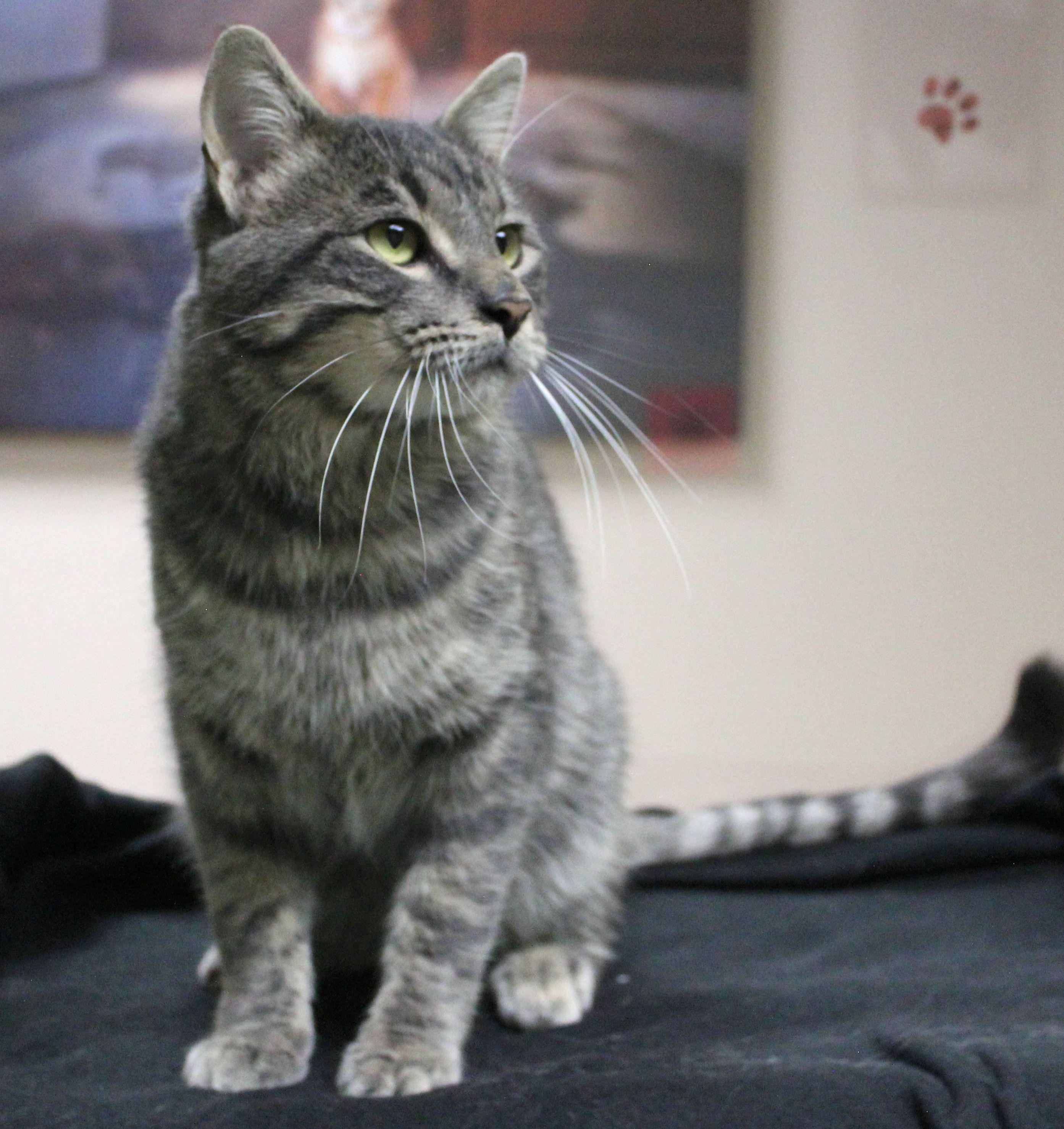 Joker, a Adoptable mixed breed in Portage, WI image 2/4