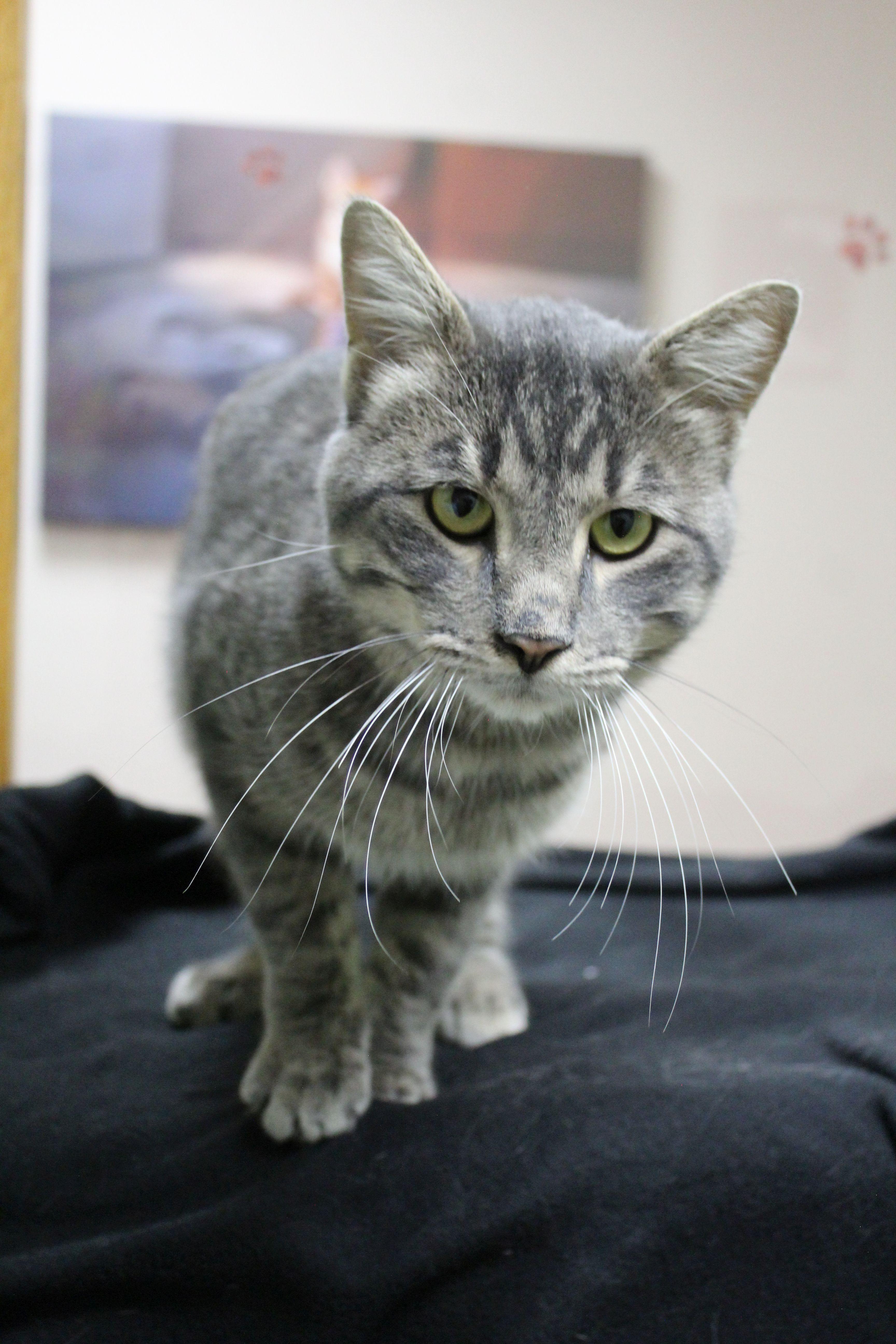 Joker, a Adoptable mixed breed in Portage, WI image 3/4