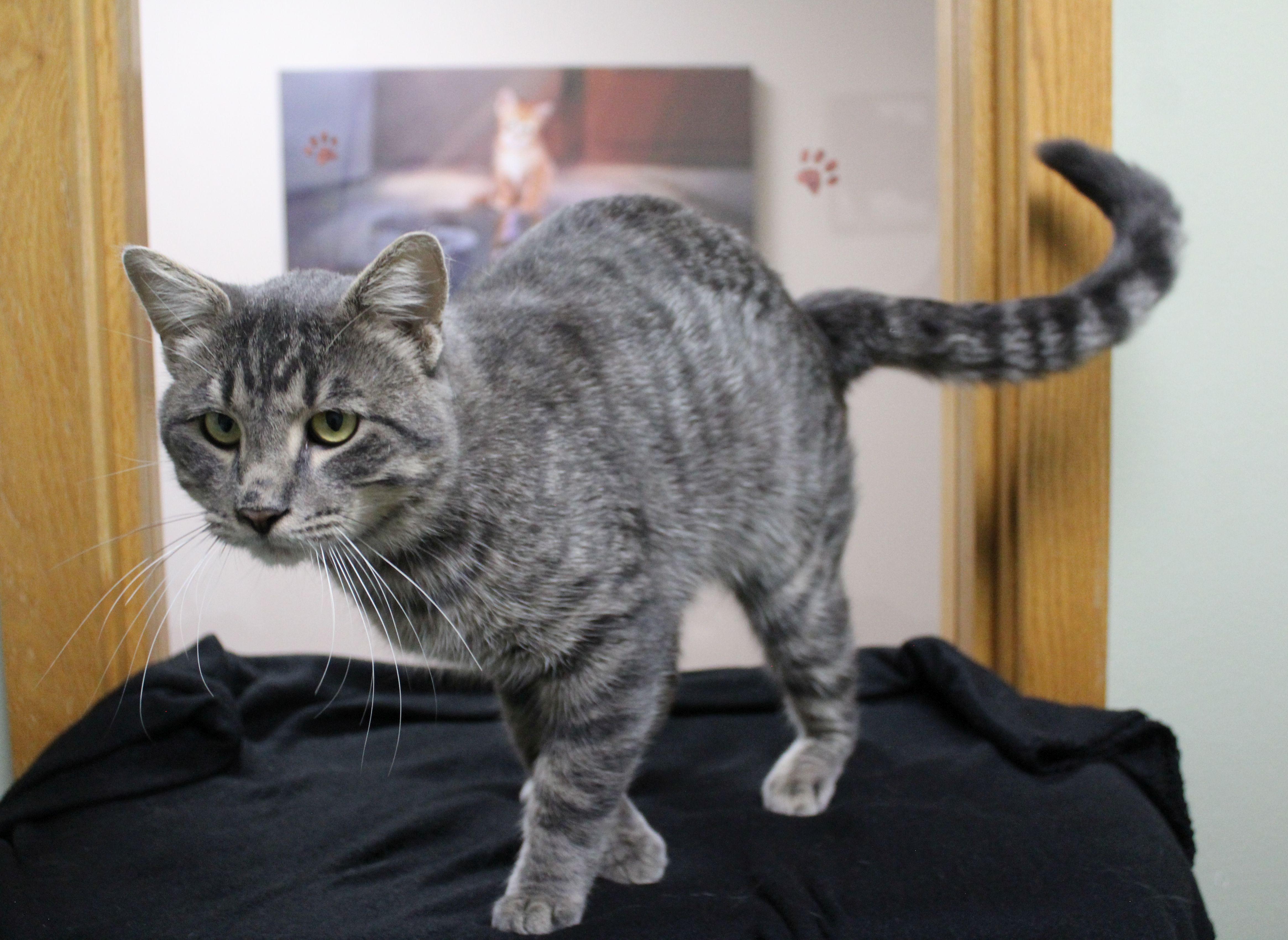 Joker, a Adoptable mixed breed in Portage, WI image 4/4