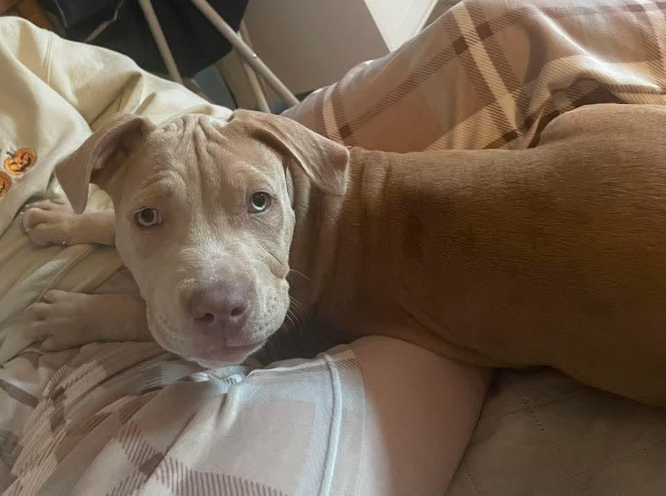 Enlarge Courtland, an adopted mixed breed in East Peoria, IL image 1/5