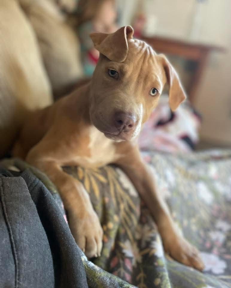 Enlarge Courtland, an adopted mixed breed in East Peoria, IL image 2/5