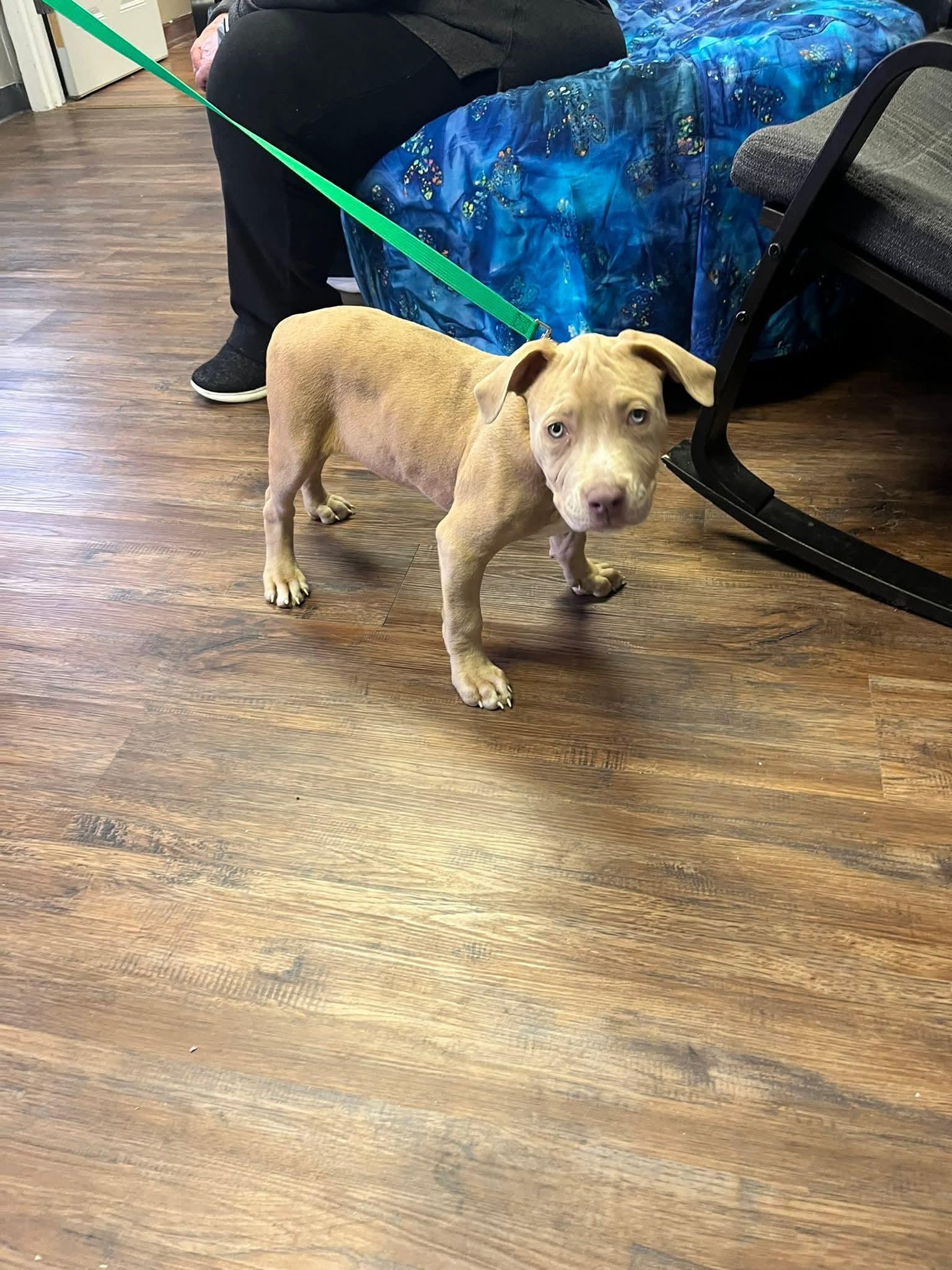 Enlarge Courtland, an adopted mixed breed in East Peoria, IL image 3/5