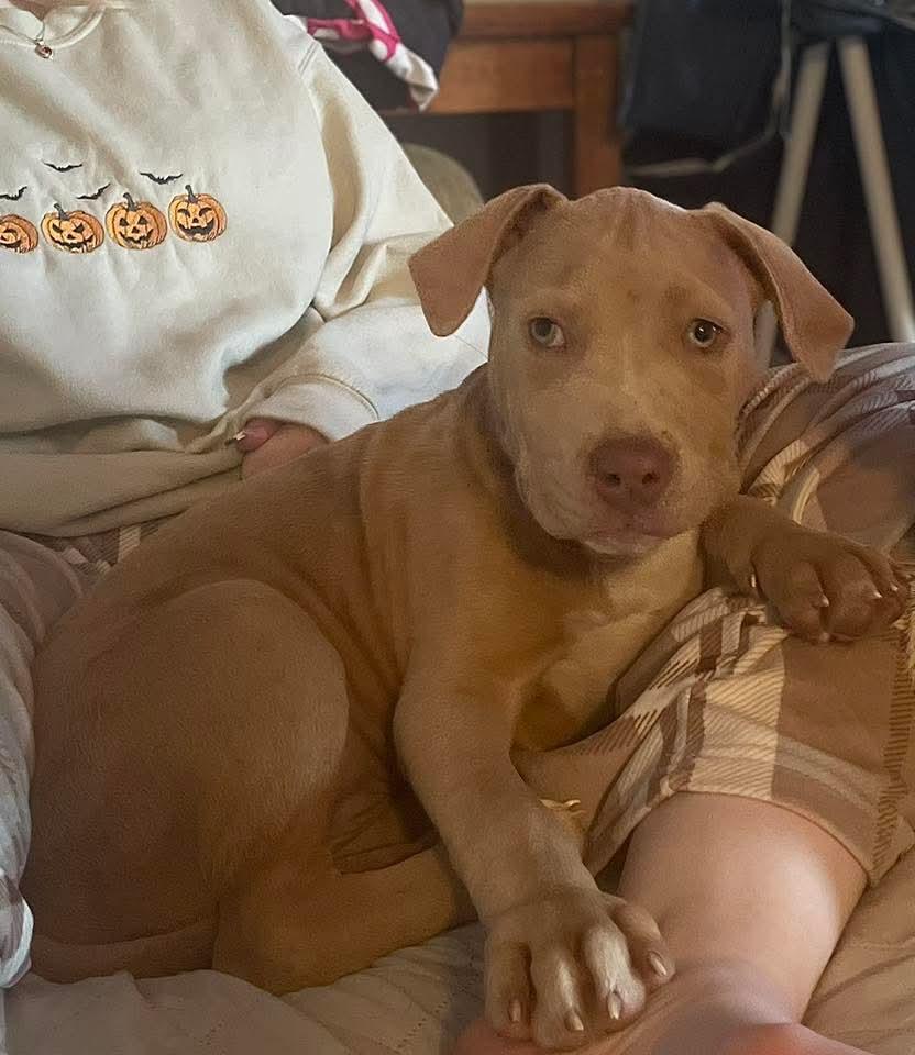 Enlarge Courtland, an adopted mixed breed in East Peoria, IL image 4/5