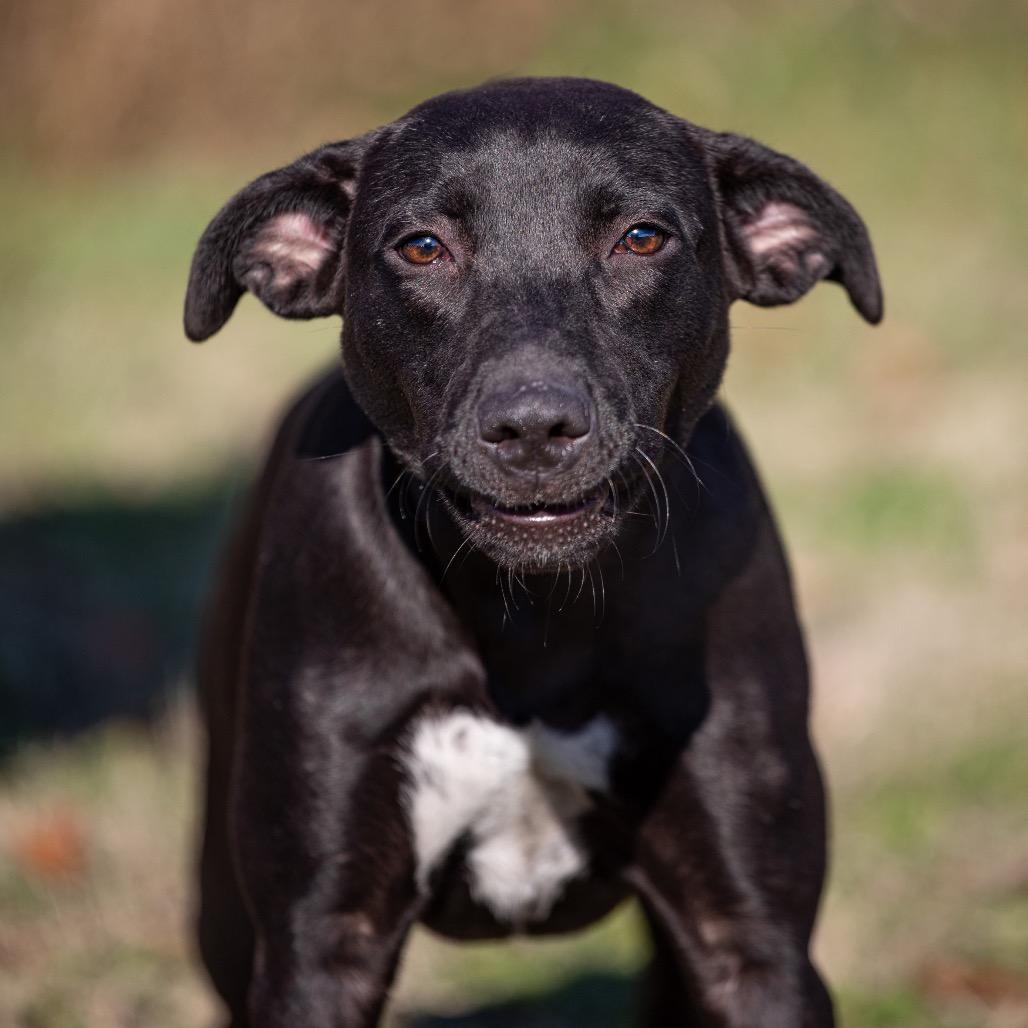 Sassy, Adoptable, Young Female Black Labrador Retriever & Mixed Breed.