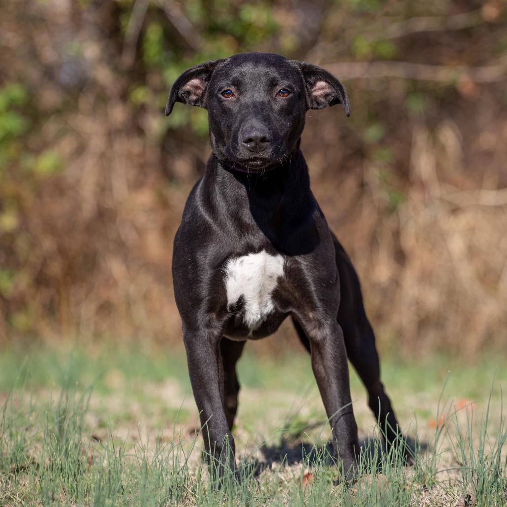 Enlarge Sassy, a Adoptable mixed breed in Henderson, KY image 2/3