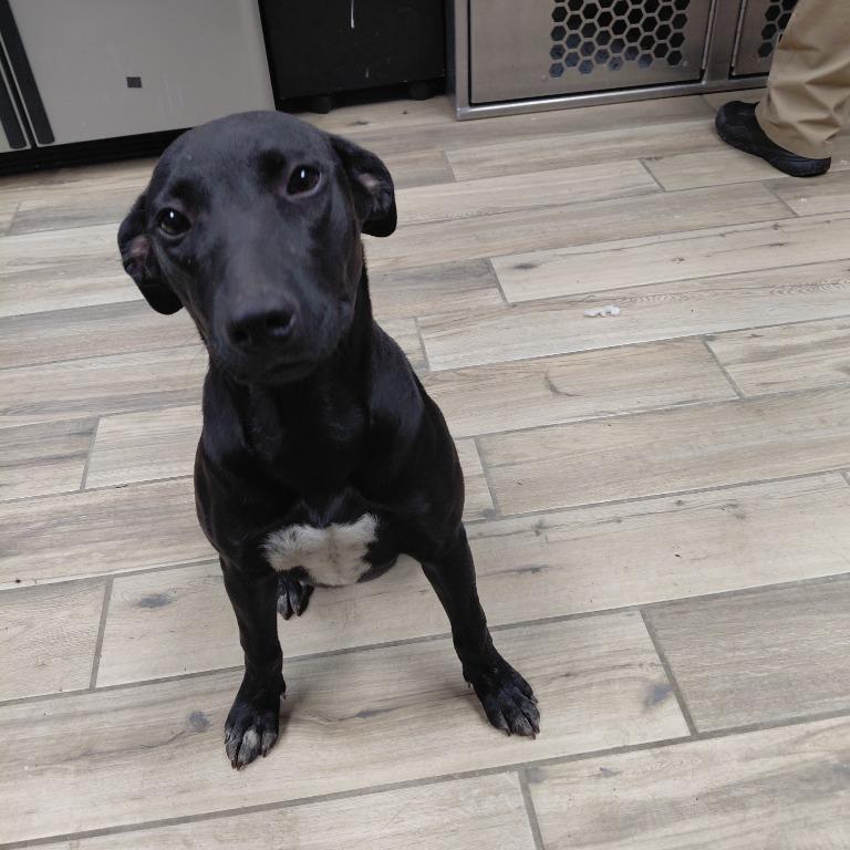 Enlarge Sassy, a Adoptable mixed breed in Henderson, KY image 3/3