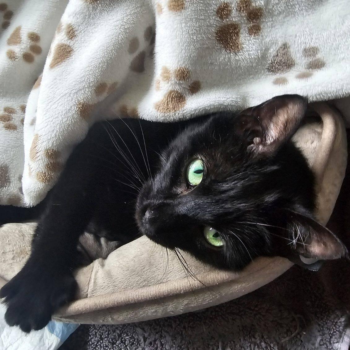 Nelly, ADOPTABLE, Adult Female Domestic Short Hair.