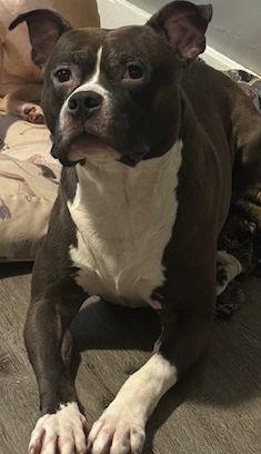 Enlarge Boomer, a Adoptable mixed breed in Westwood, NJ image 4/6