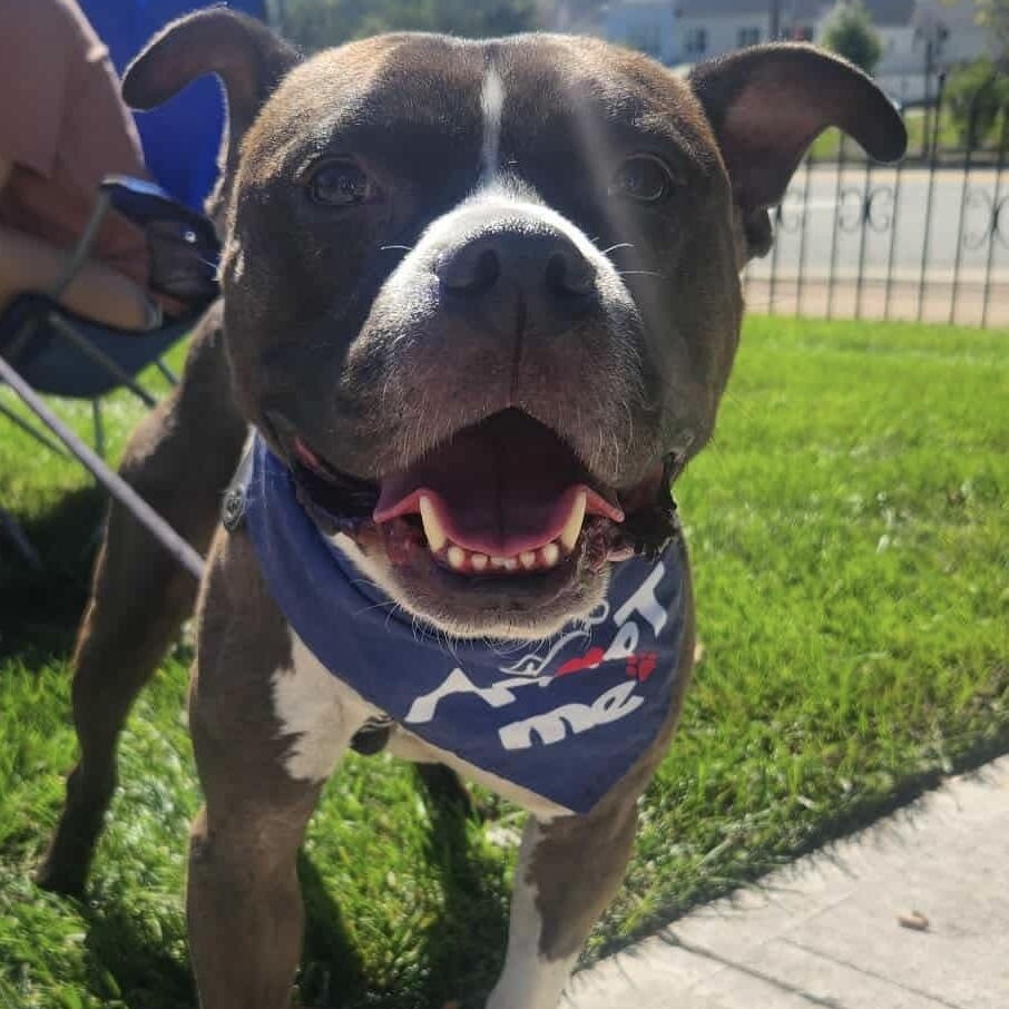 Enlarge Boomer, a Adoptable mixed breed in Westwood, NJ image 2/6