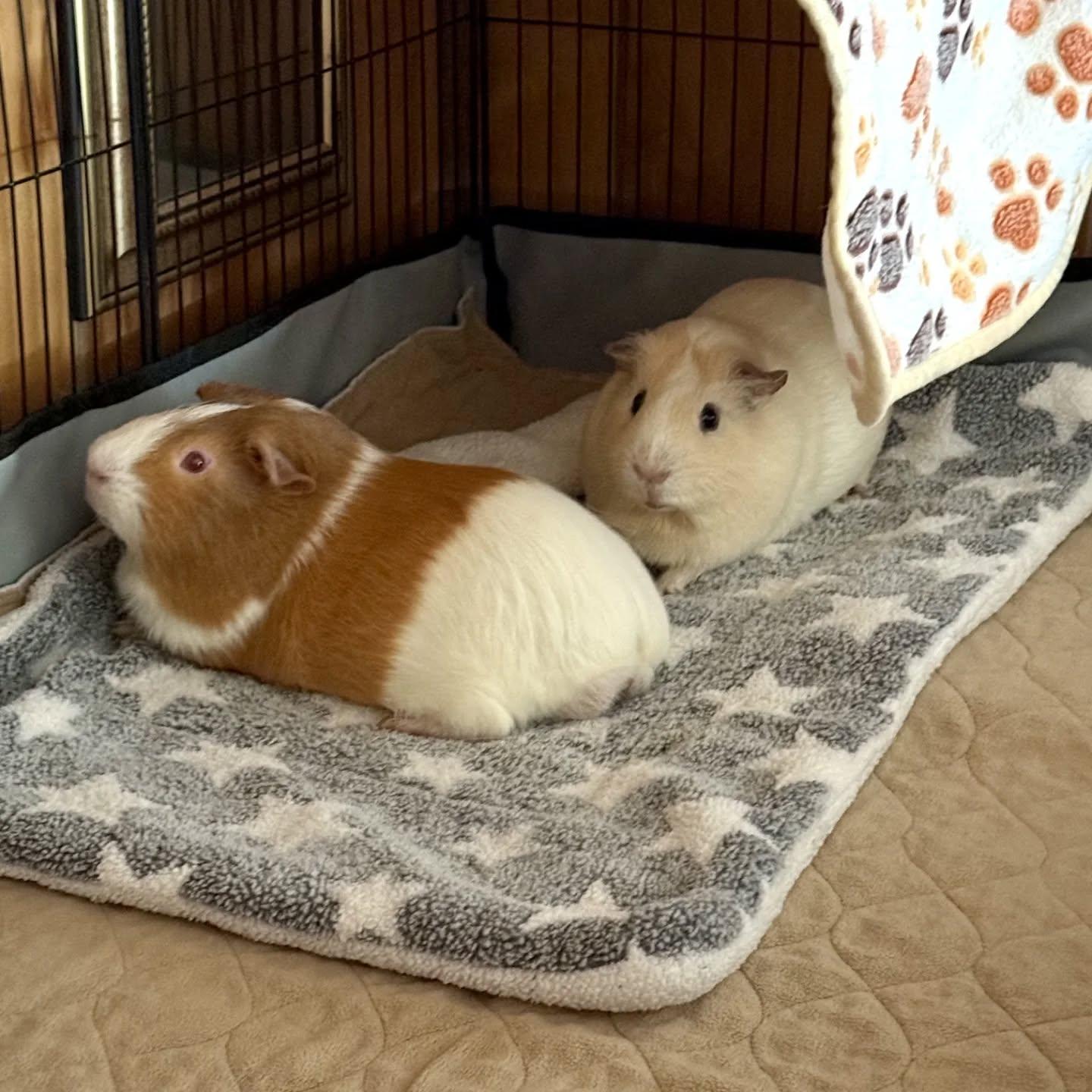 Pair of 1 year old Males (No adoption Fee. Foster to adopt?), Adoptable, Young Male Guinea Pig.