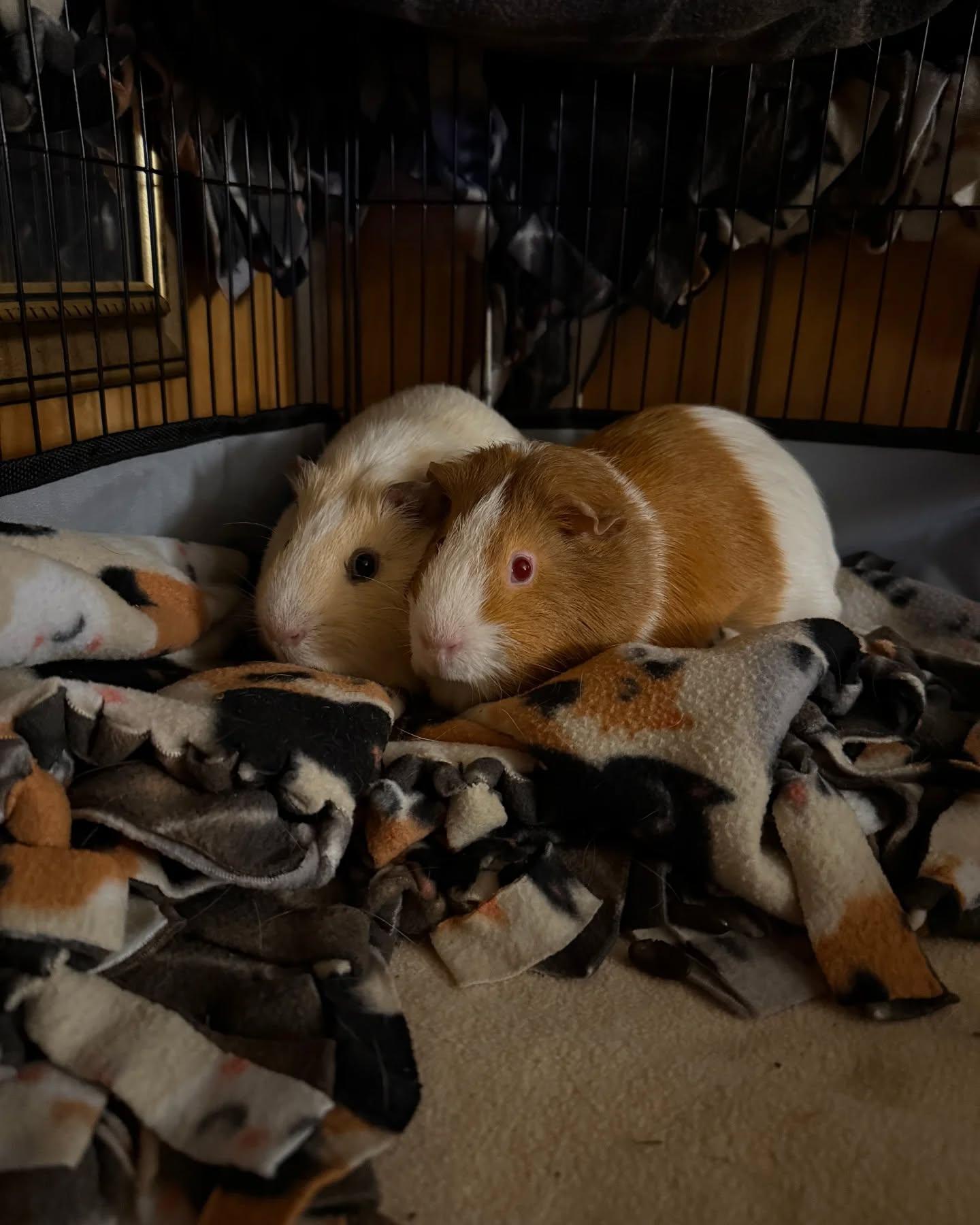 Pair of 1 year old Males (No adoption Fee. Foster to adopt?), a Adoptable Guinea Pig in HANSON, MA image 2/2