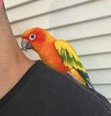 Enlarge Mango, a Adoptable Conure in Belford, NJ image 2/3
