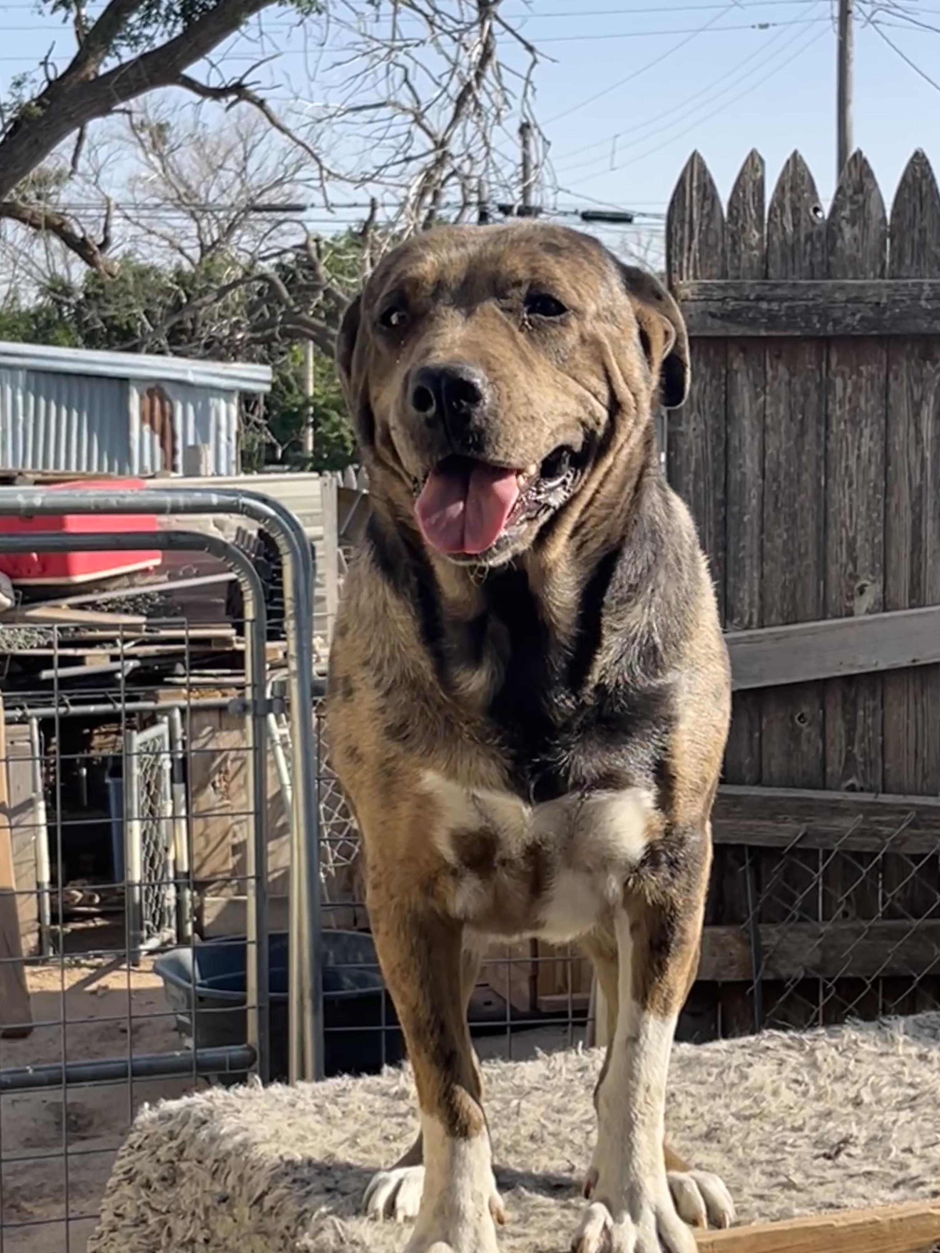 Gertie, a Adoptable Catahoula Leopard Dog in Levelland, TX image 2/2