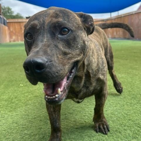 Fletcher, Adult Male Pit Bull Terrier