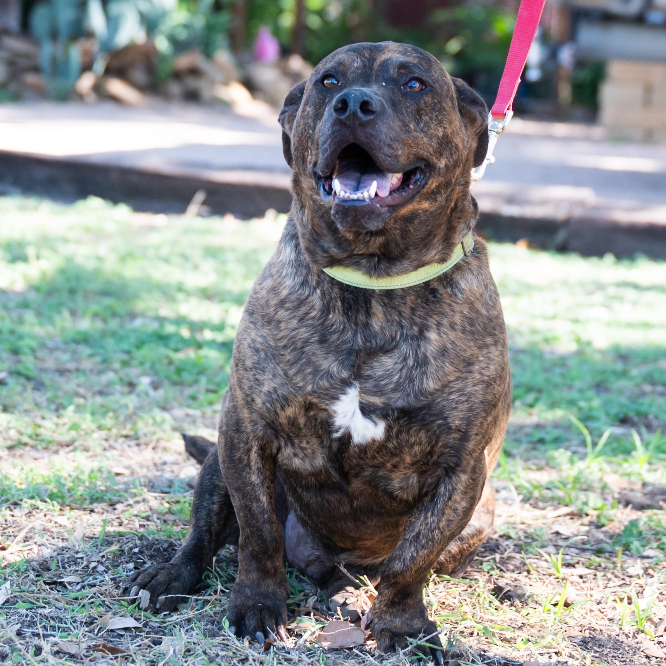 Fletcher, Adoptable, Adult Male Pit Bull Terrier.