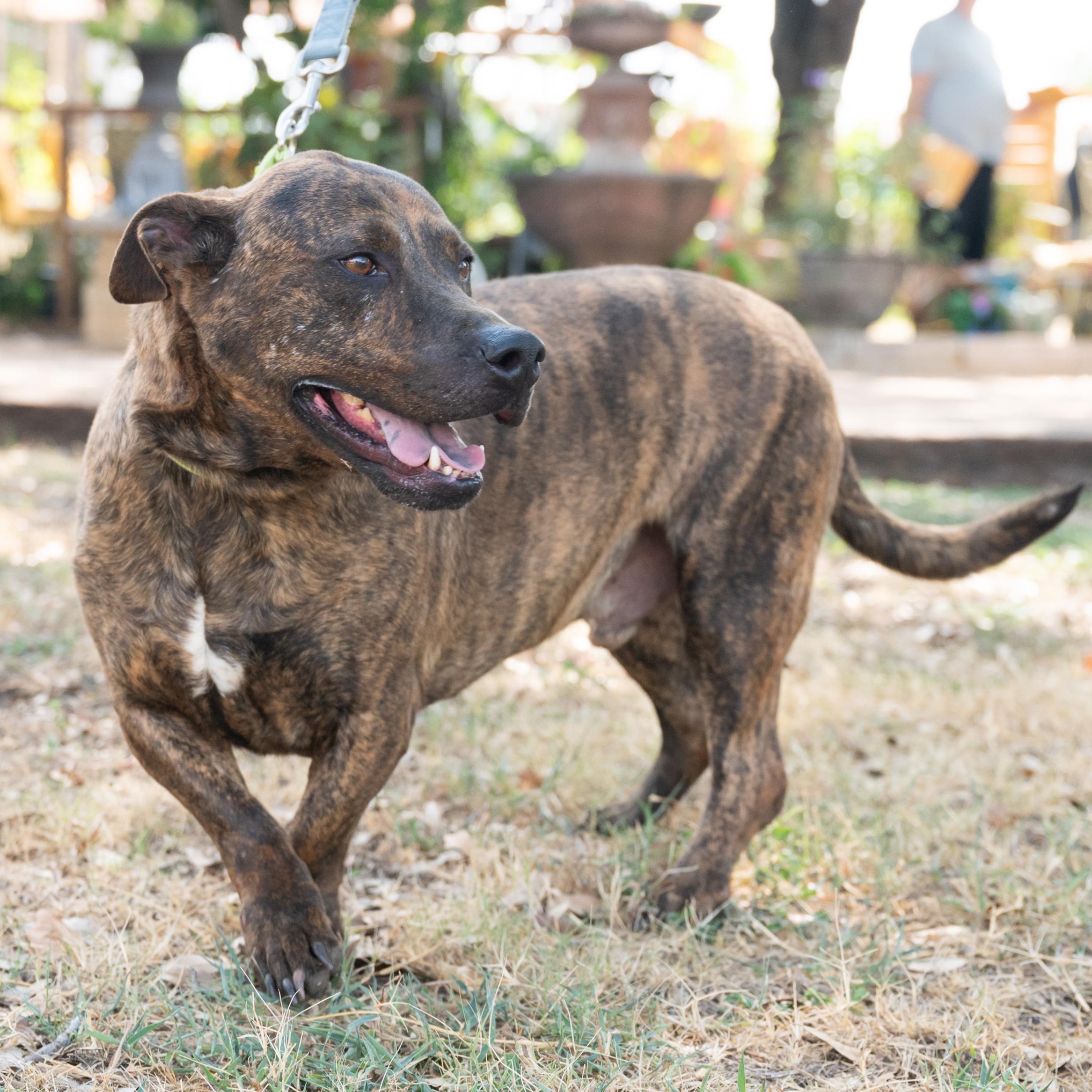 Fletcher, a Adoptable mixed breed in Williston, VT image 2/6