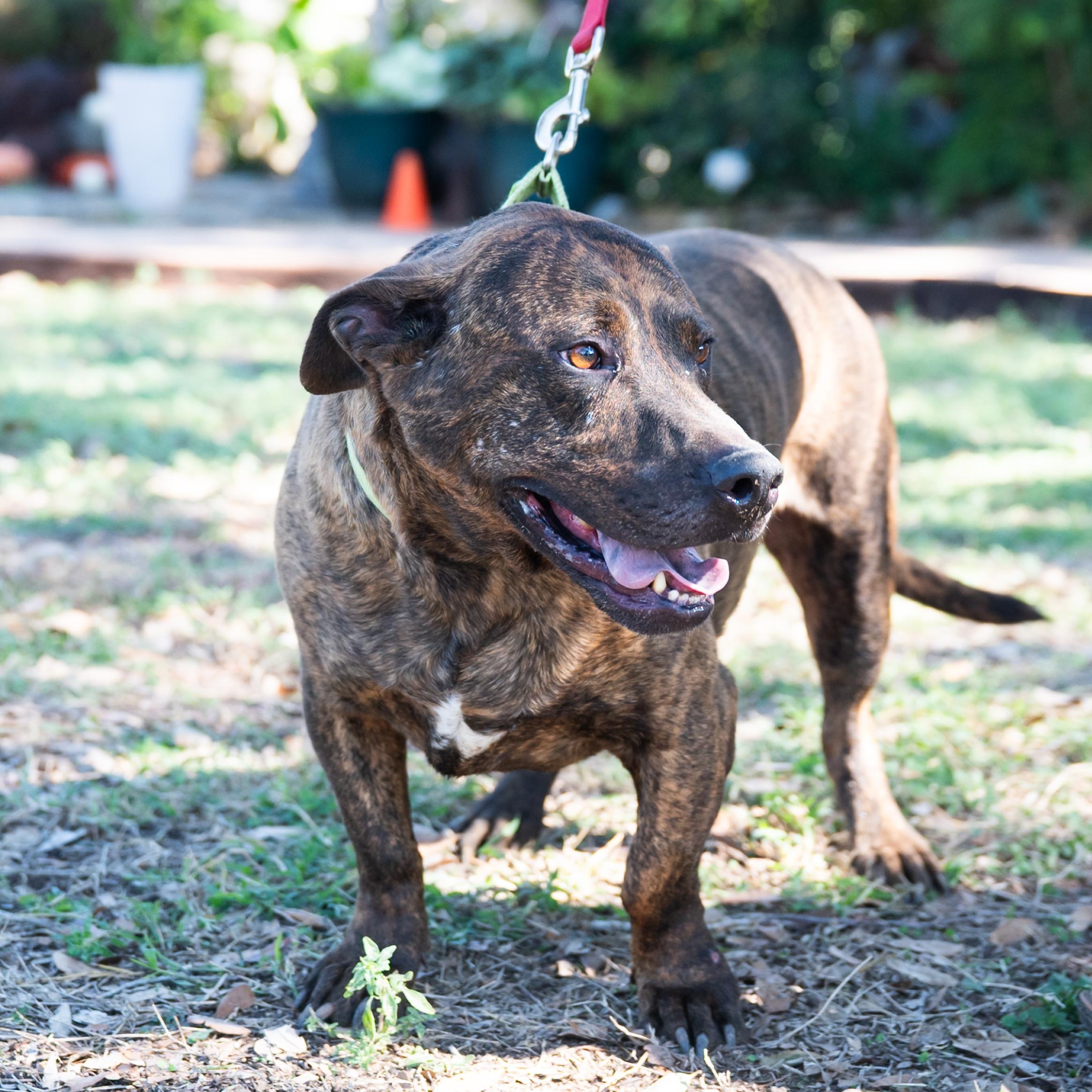 Fletcher, a Adoptable mixed breed in Williston, VT image 6/6