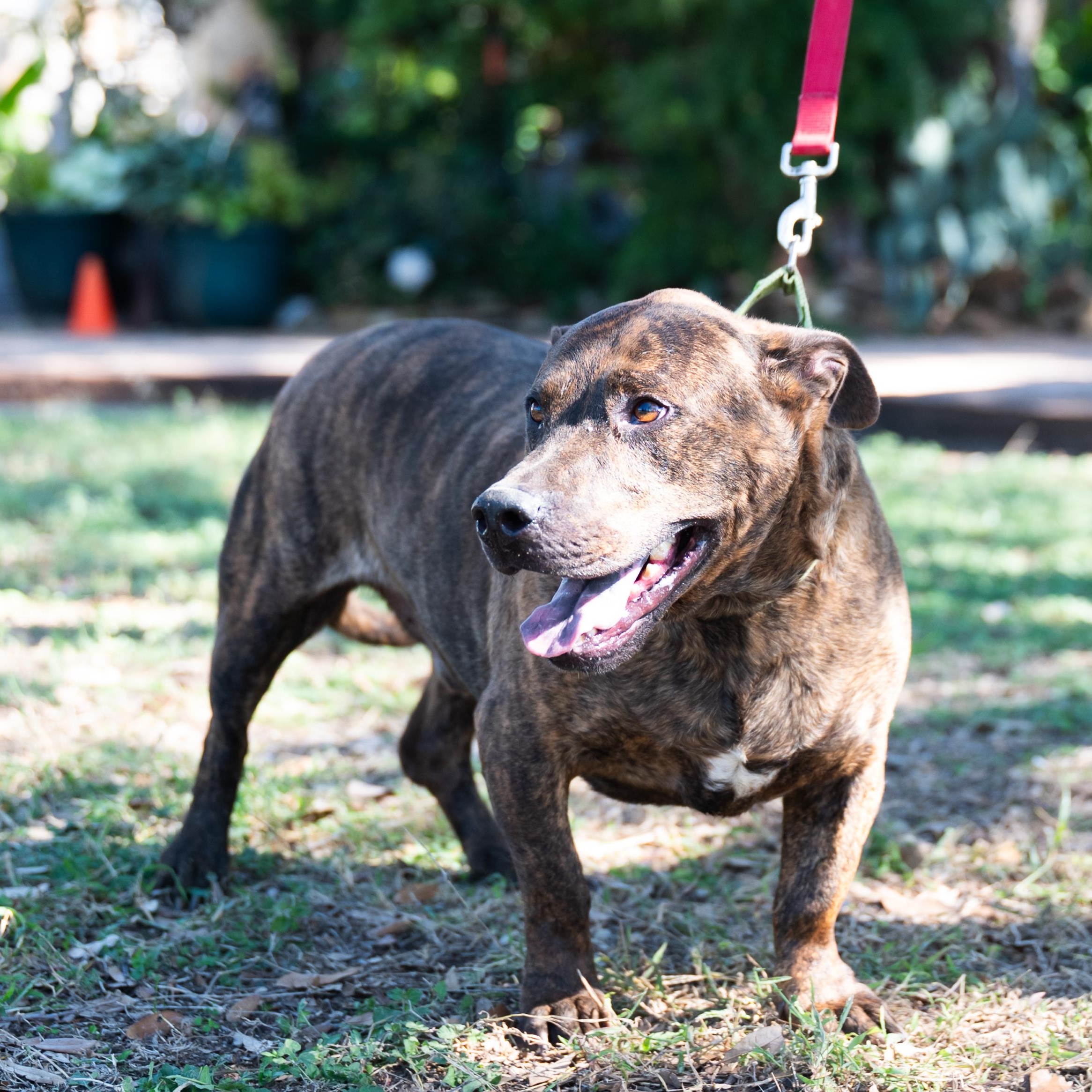 Fletcher, a Adoptable mixed breed in Williston, VT image 5/6