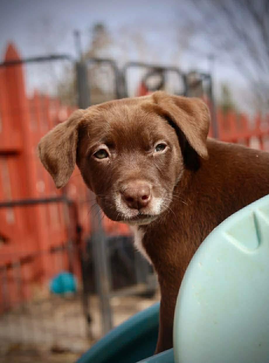 Enlarge Astrid, a Adoptable American Staffordshire Terrier in Duluth, MN image 1/3