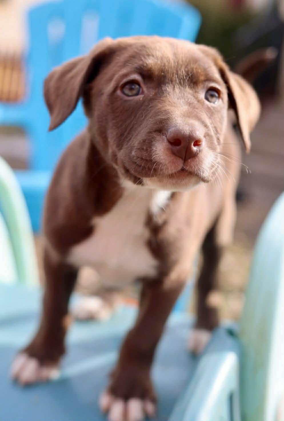 Enlarge Astrid, a Adoptable American Staffordshire Terrier in Duluth, MN image 2/3