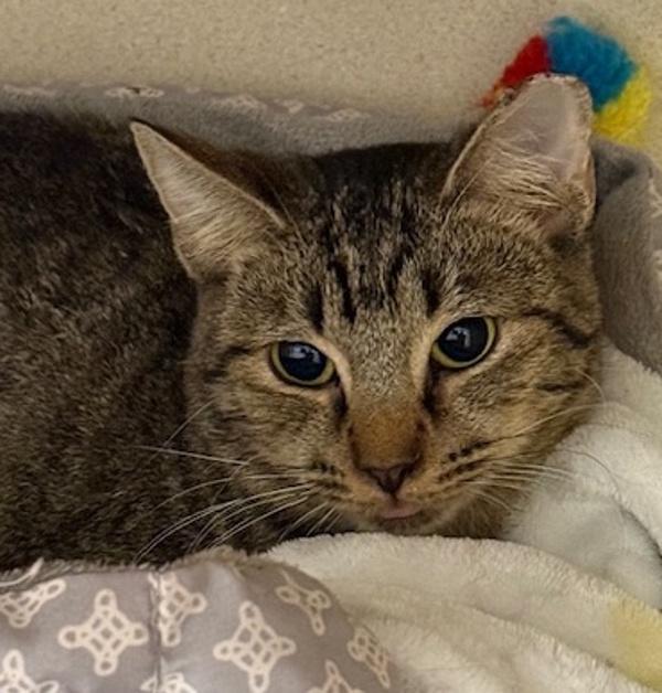 Alexa, Adoptable, Adult Female Domestic Short Hair.